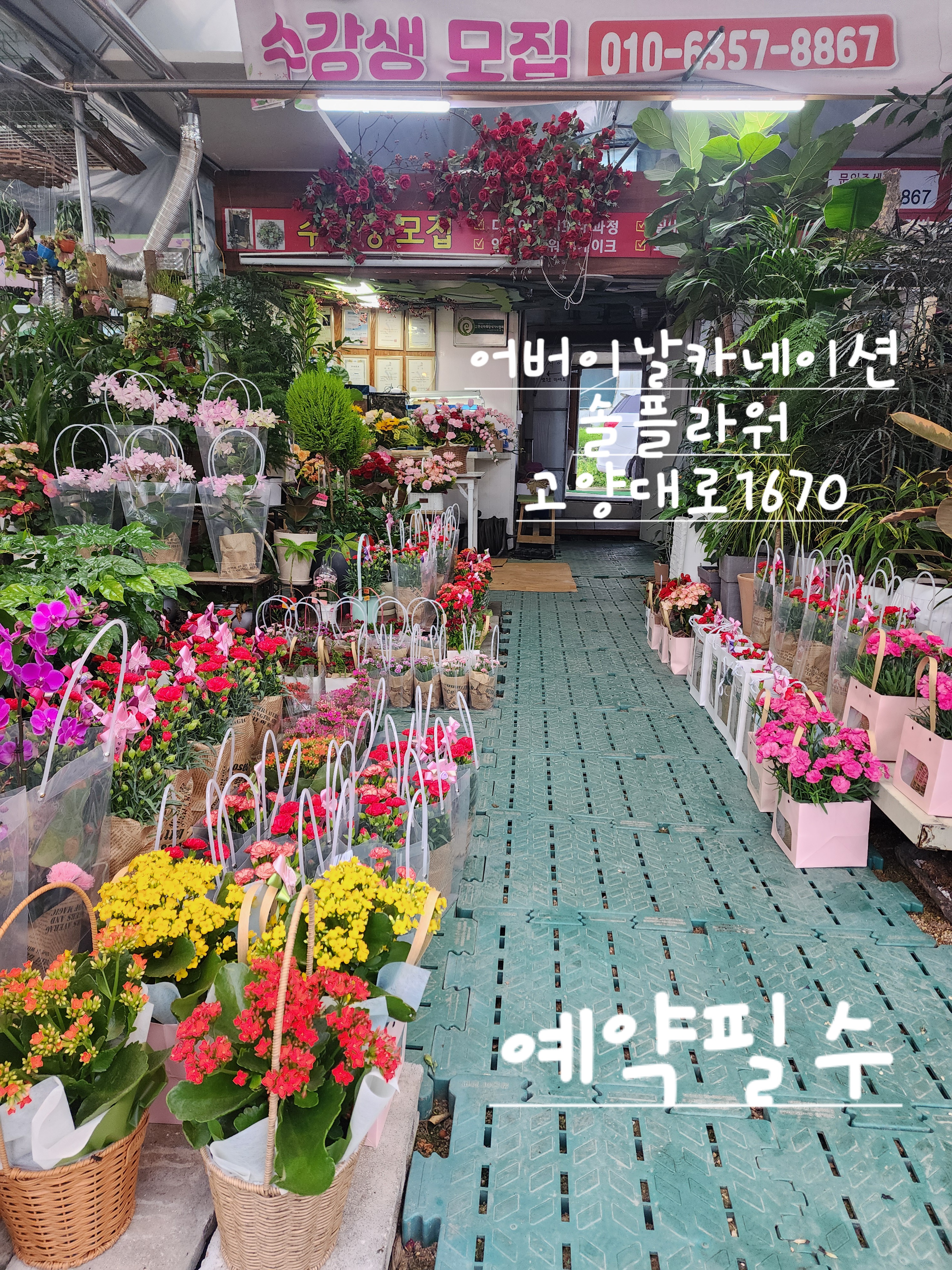 솔플라워