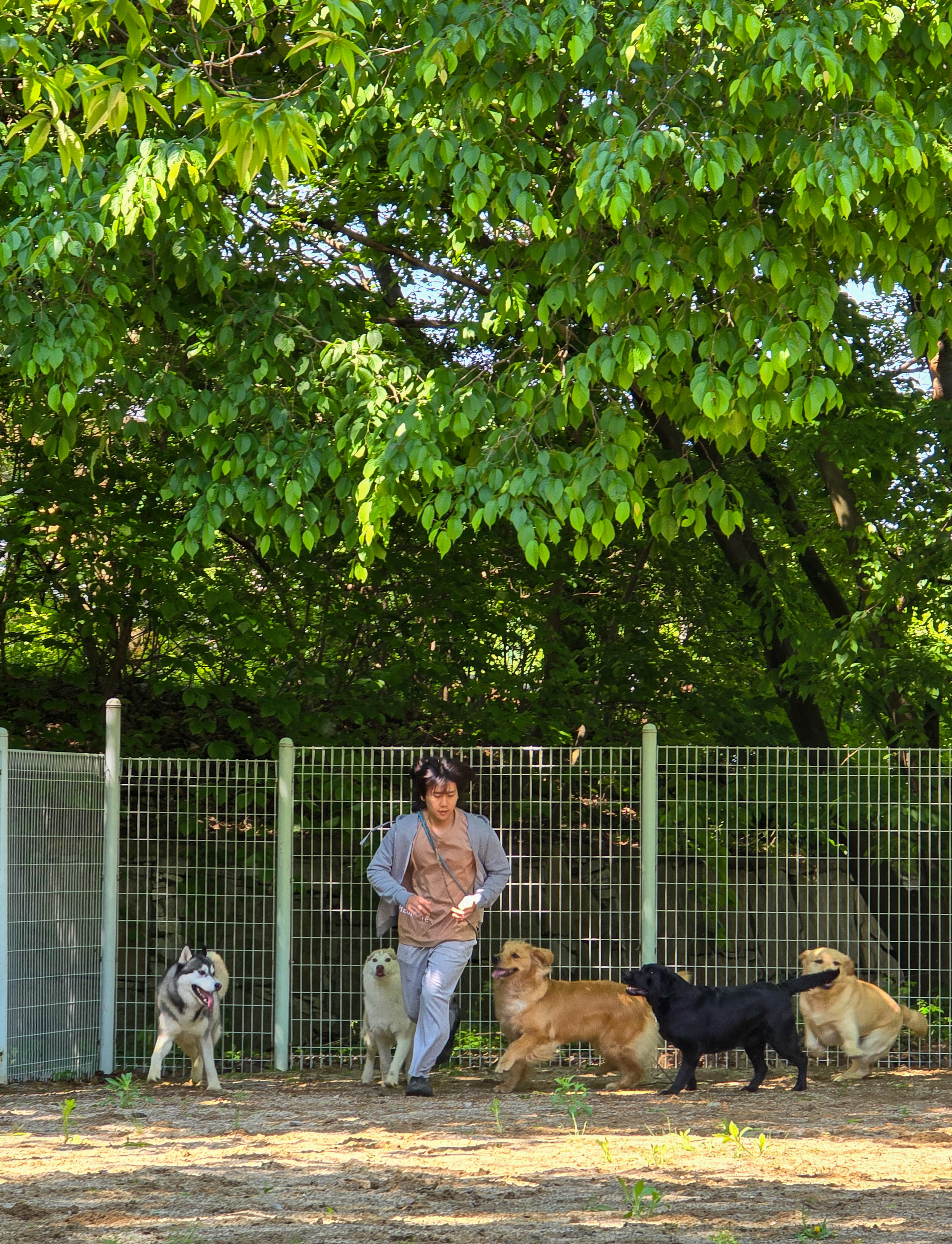 지니독 대표 이미지