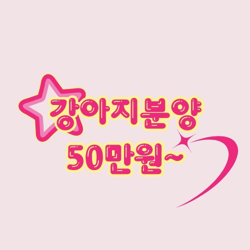 미앤멍 강아지분양 제주점