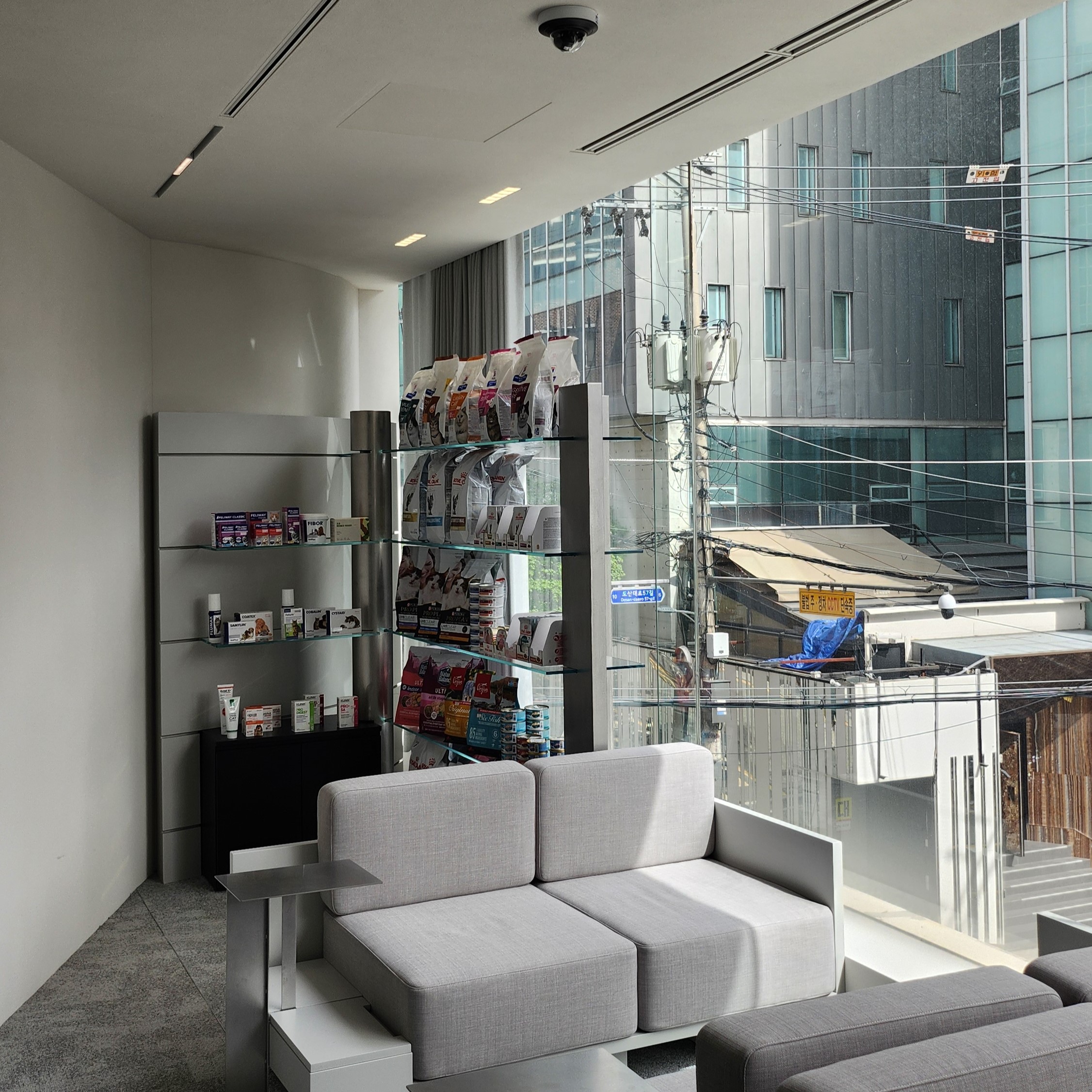 그레이스 고양이 심장치과병원