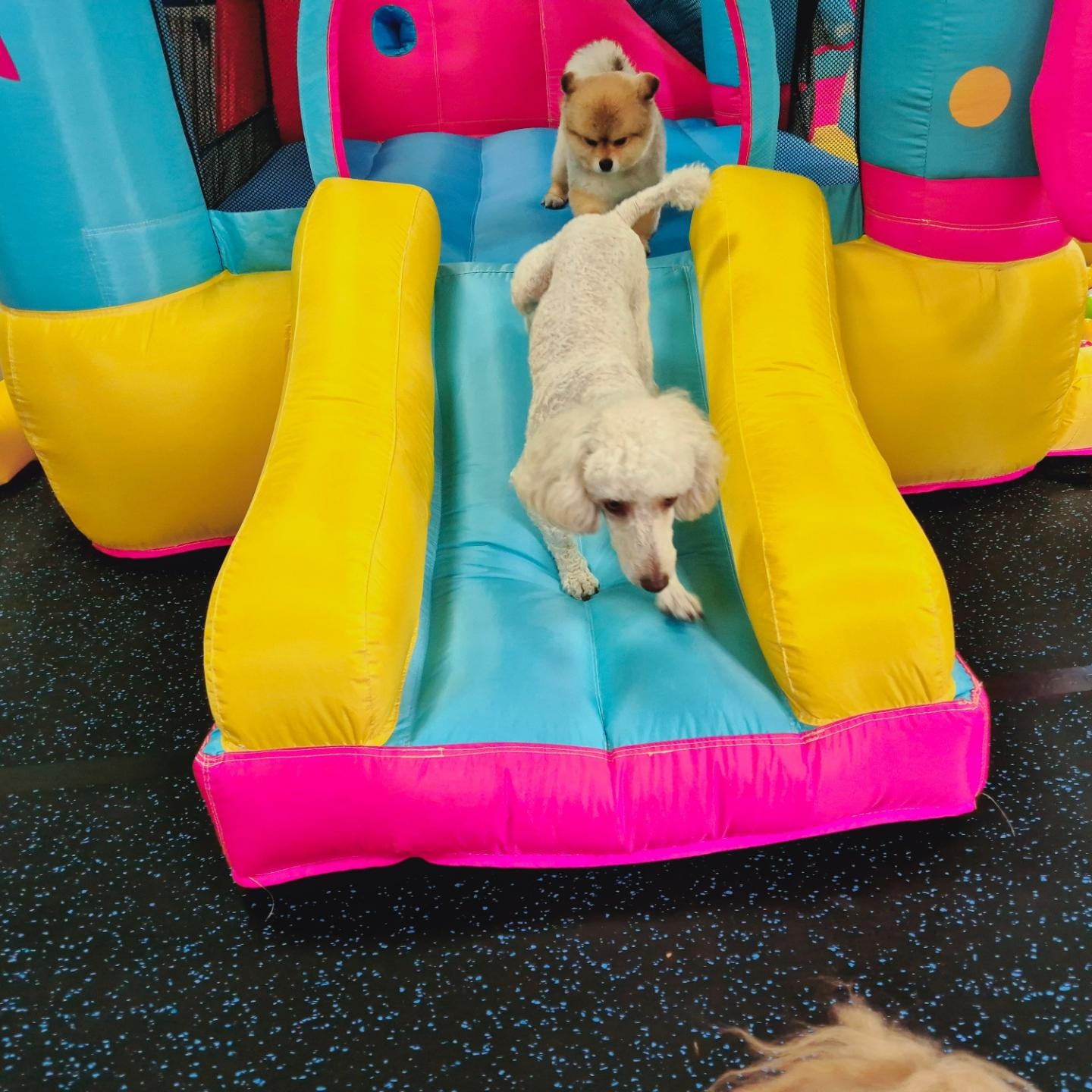 파파퍼피 애견호텔 대표 이미지