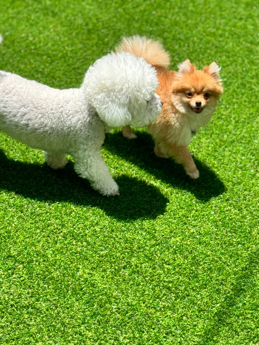 휴멍애견유치원