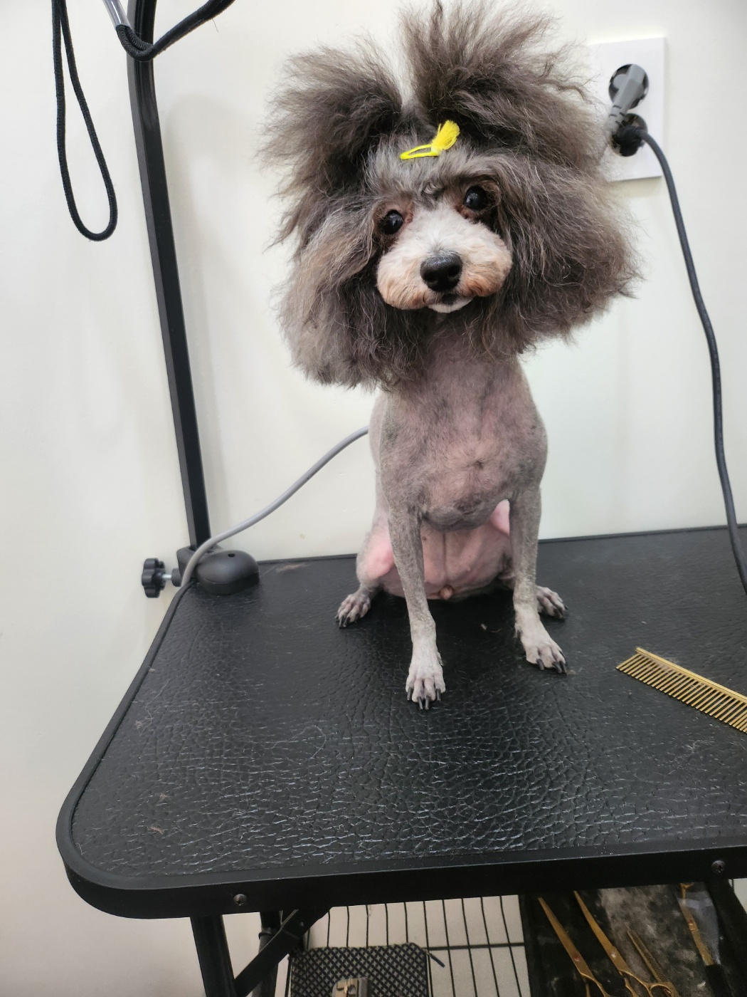 똥강아지이발소 대표 이미지