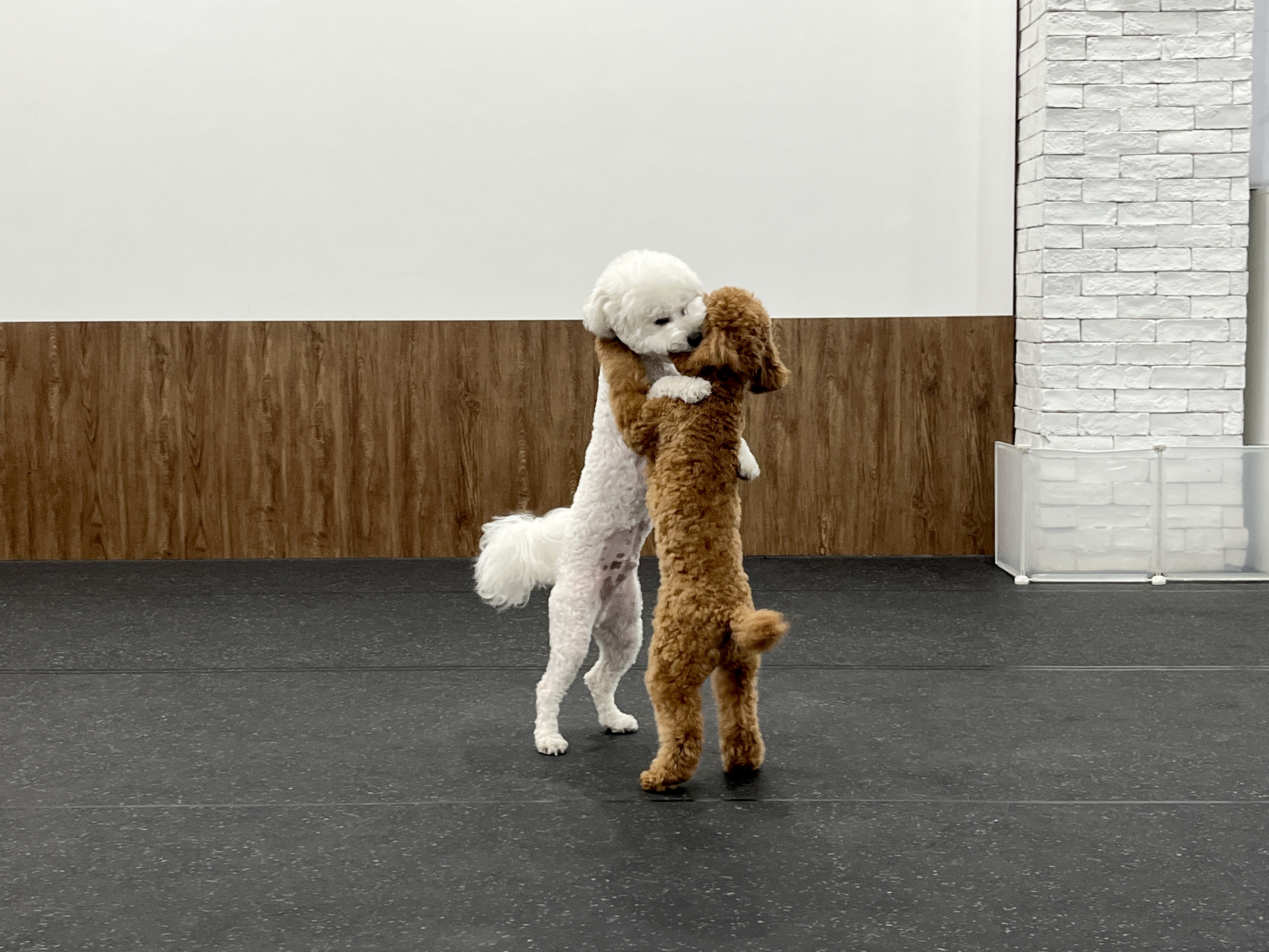 맥스클래스 애견유치원 대표 이미지