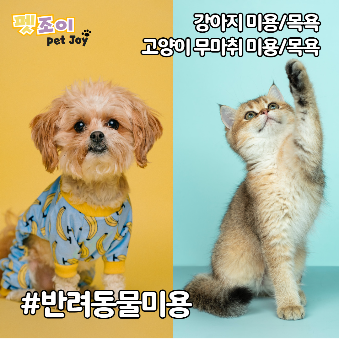 펫조이 별내 애견호텔 애견유치원 대표 이미지