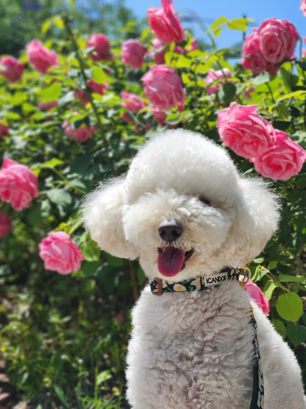 바우라움 강아지유치원&호텔 메인캠퍼스 대표 이미지