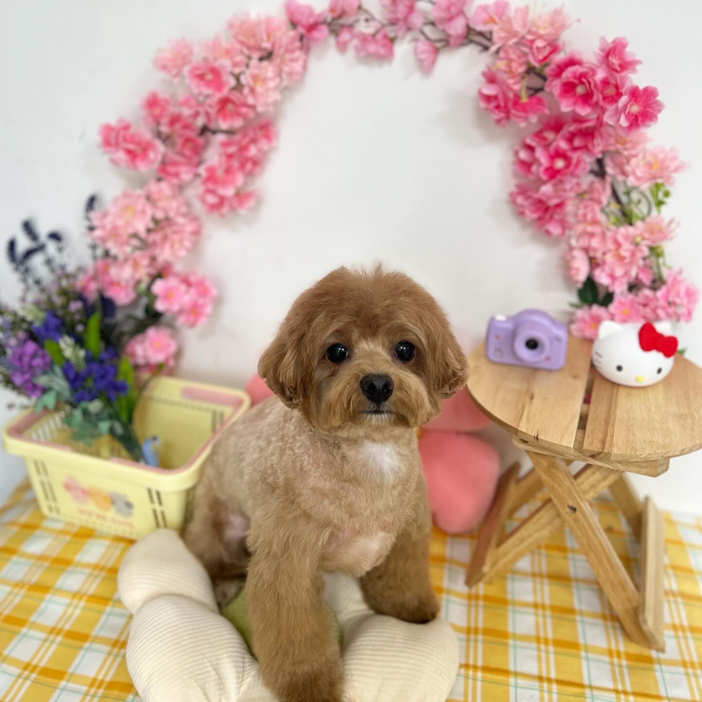 스파펫살롱