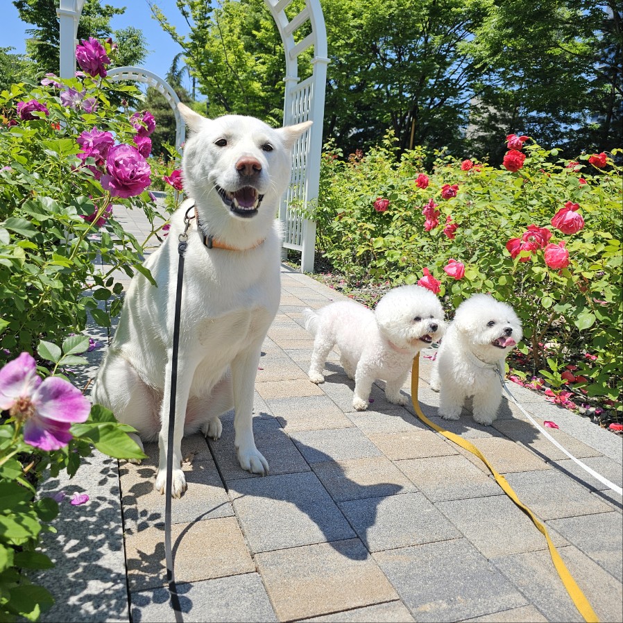 바우라움 강아지유치원&호텔 메인캠퍼스 대표 이미지