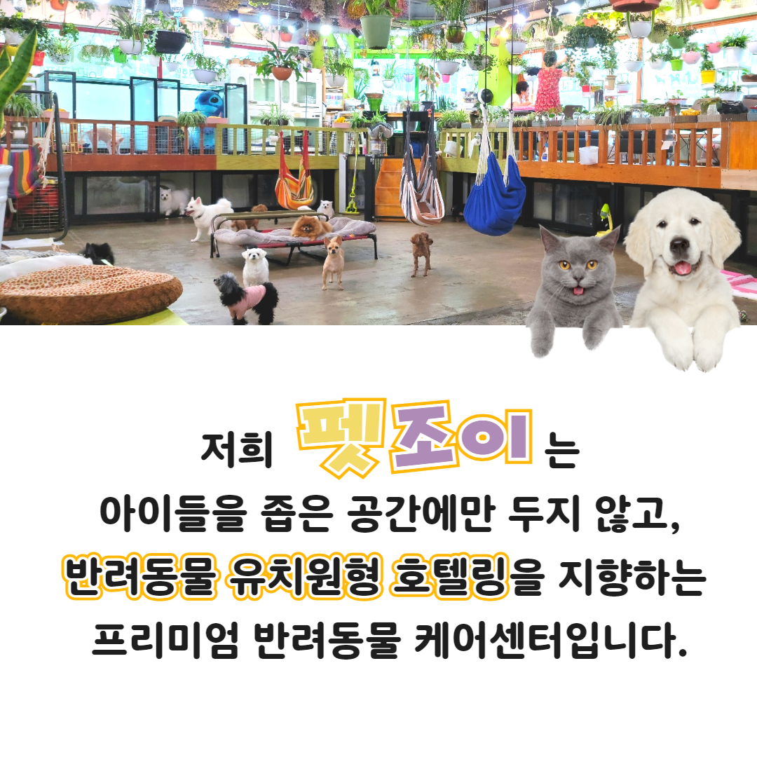 펫조이 애견호텔 경기 애견숙소