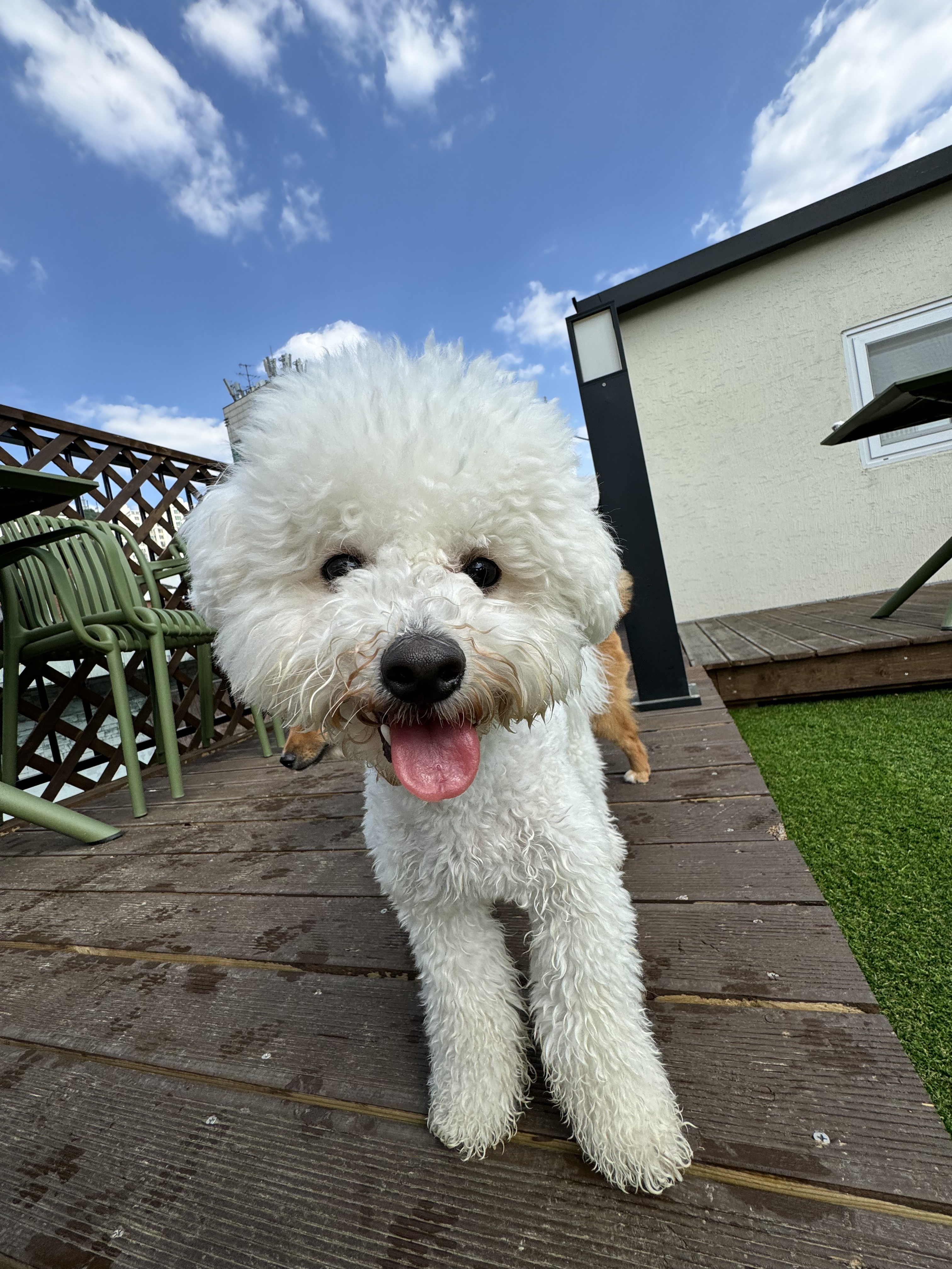 단짝멍몽 대표 이미지