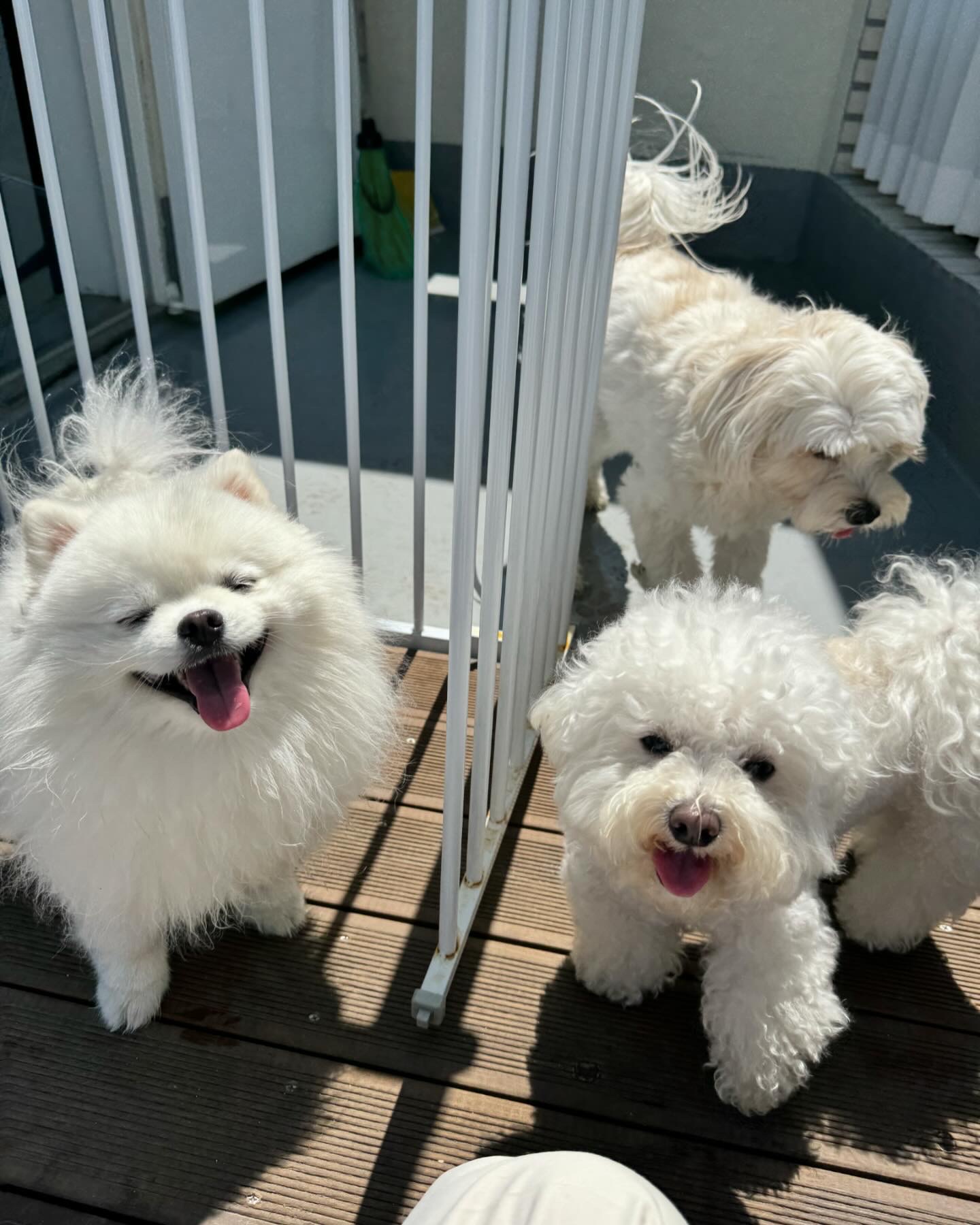 단짝멍몽 대표 이미지