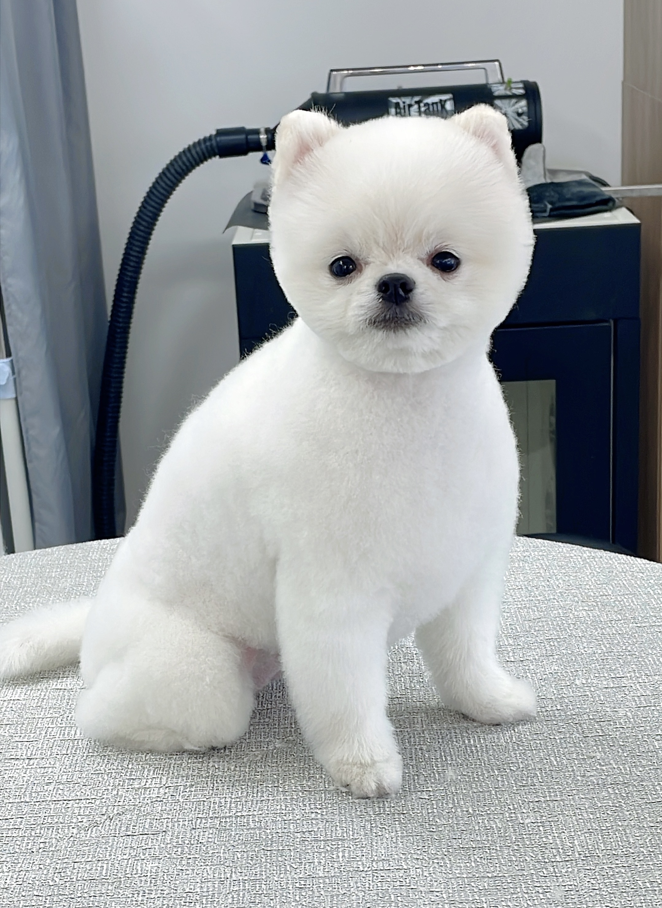 펫테리 5