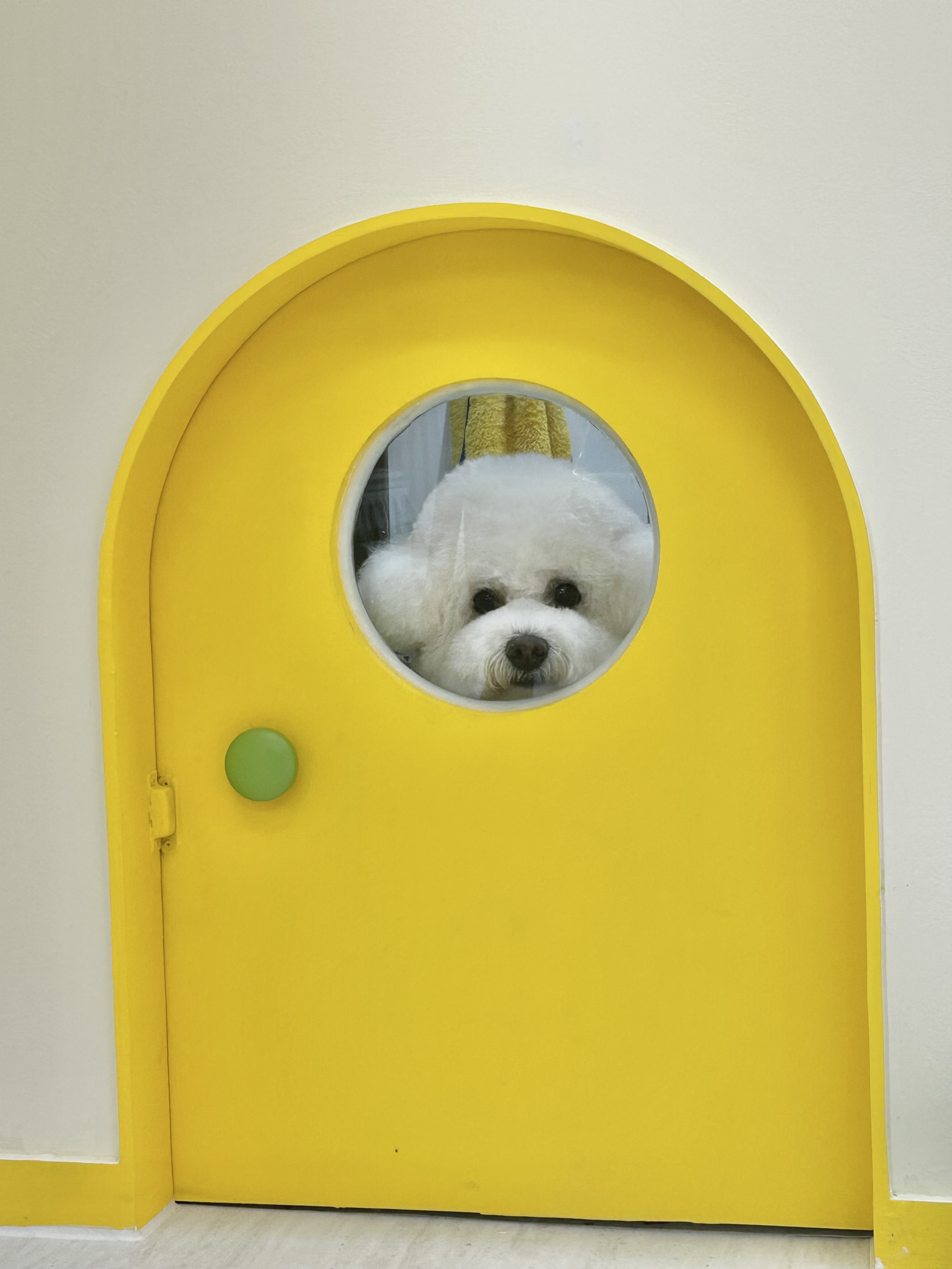 송송펫 강아지 미용실 대표 이미지