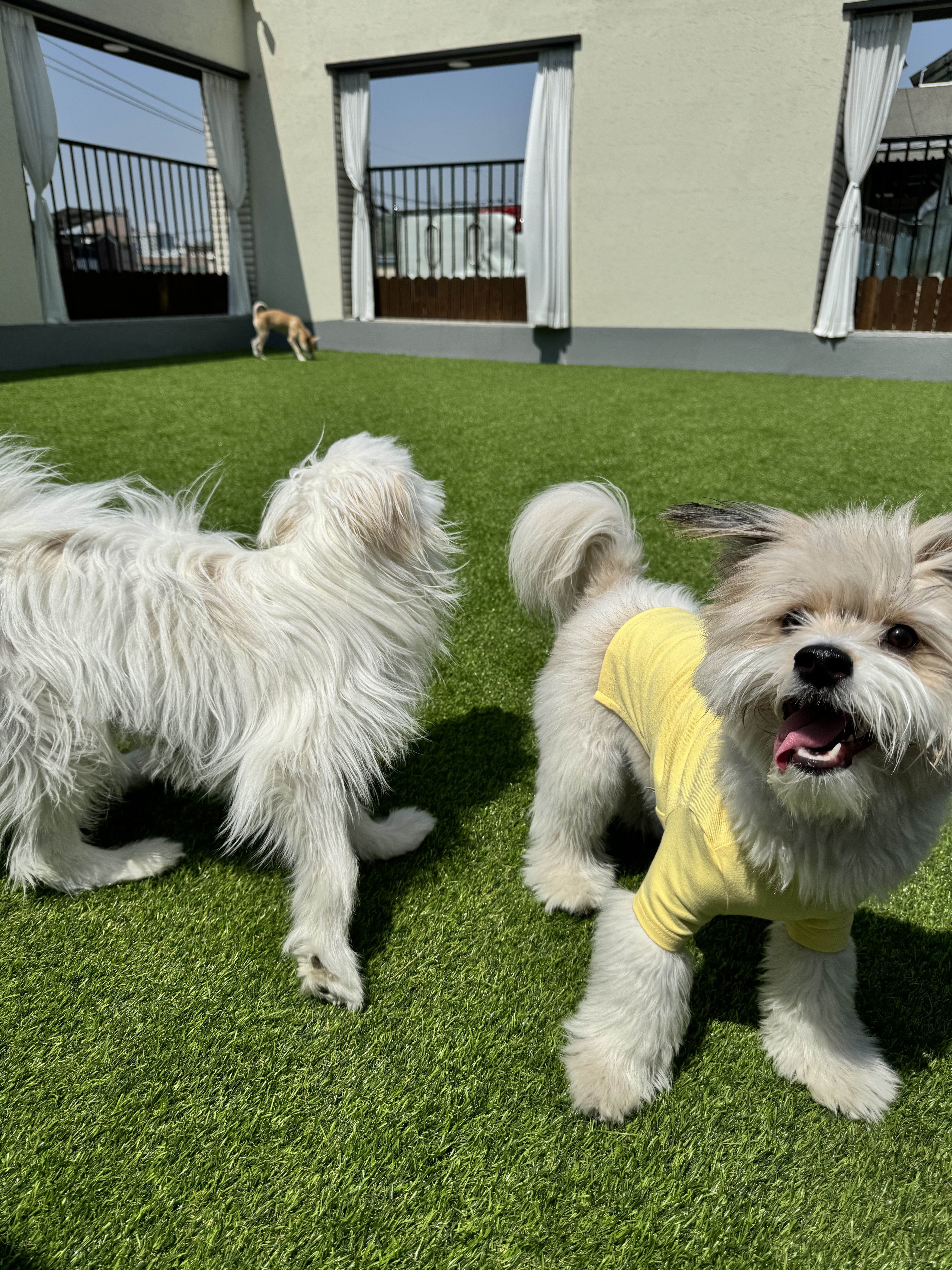 단짝멍몽 대표 이미지