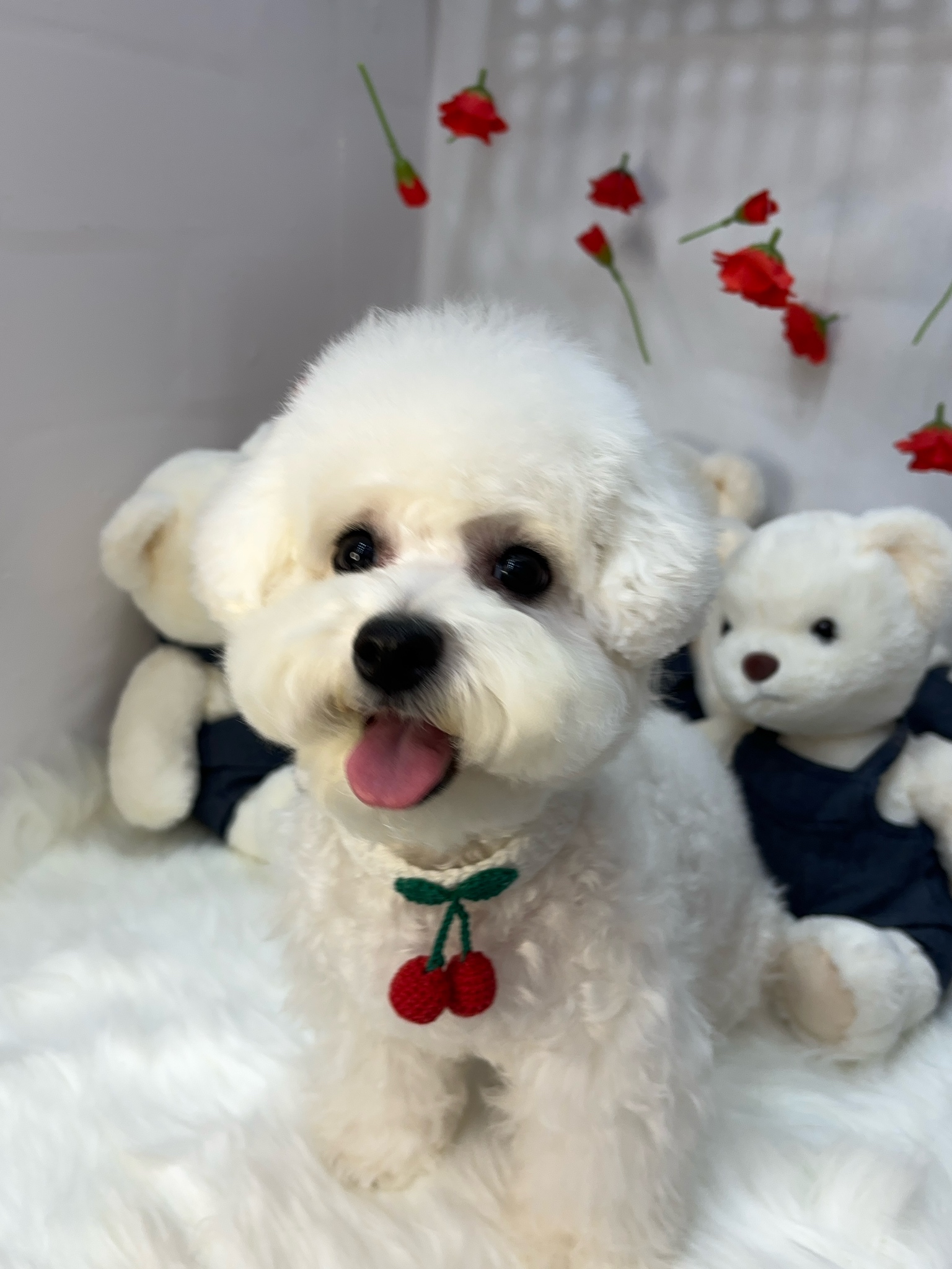 멍멍살롱 대표 이미지