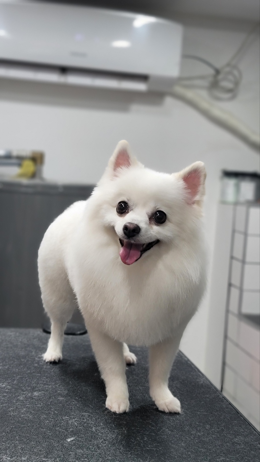 핫앤독 5