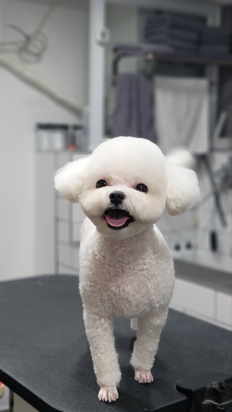 웜웜 애견미용&애견호텔 대표 이미지