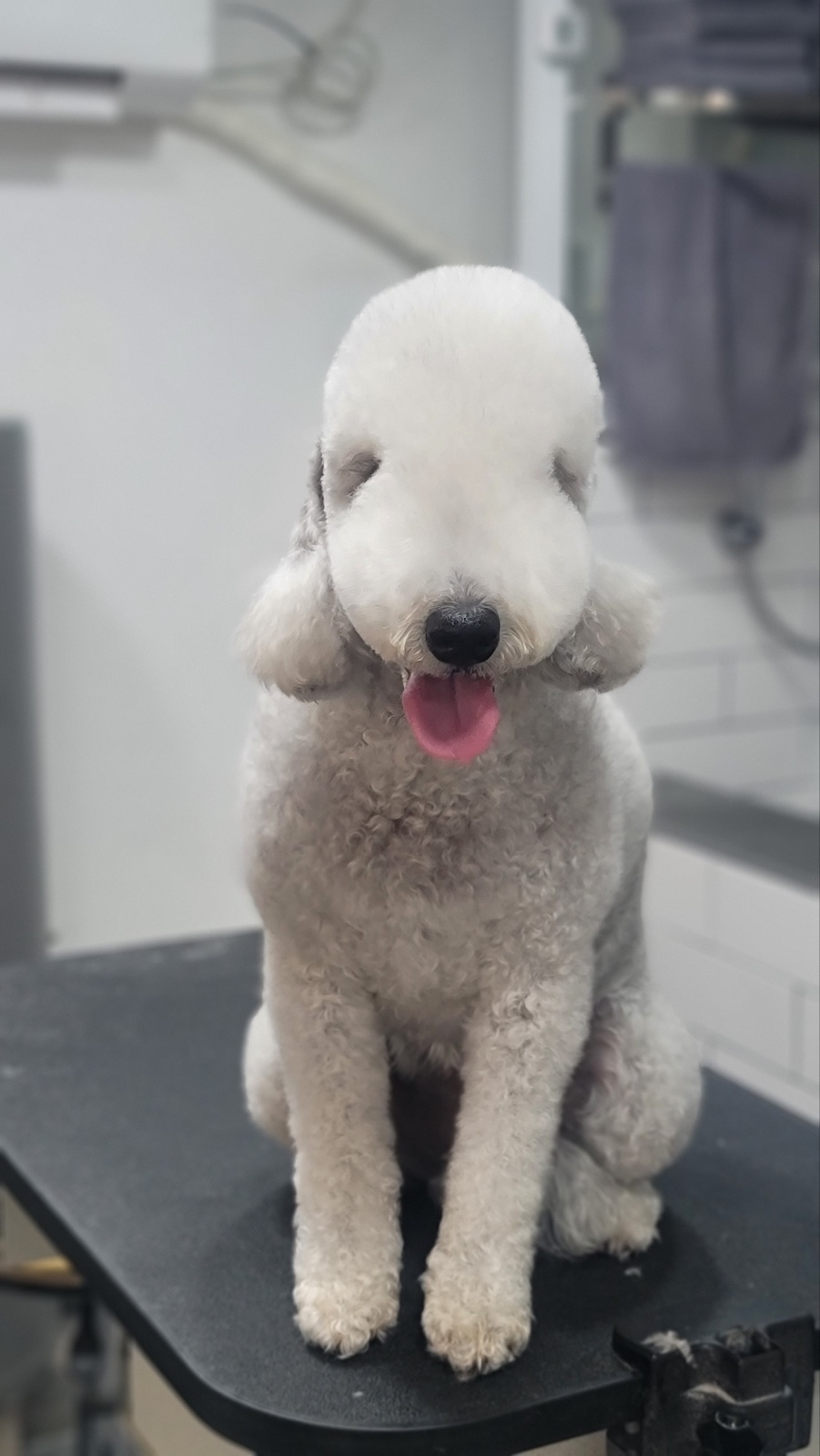 핫앤독 4