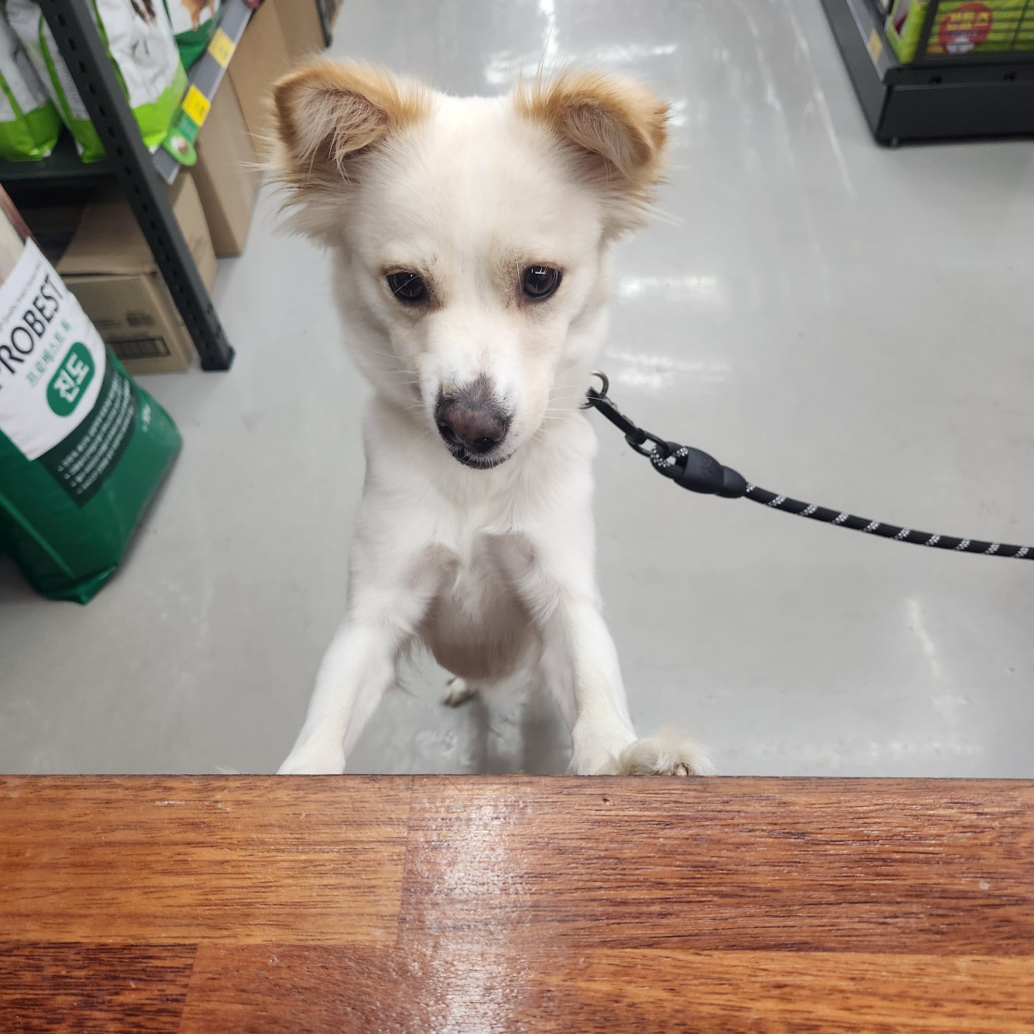 굿펫반려동물용품점 대표 이미지