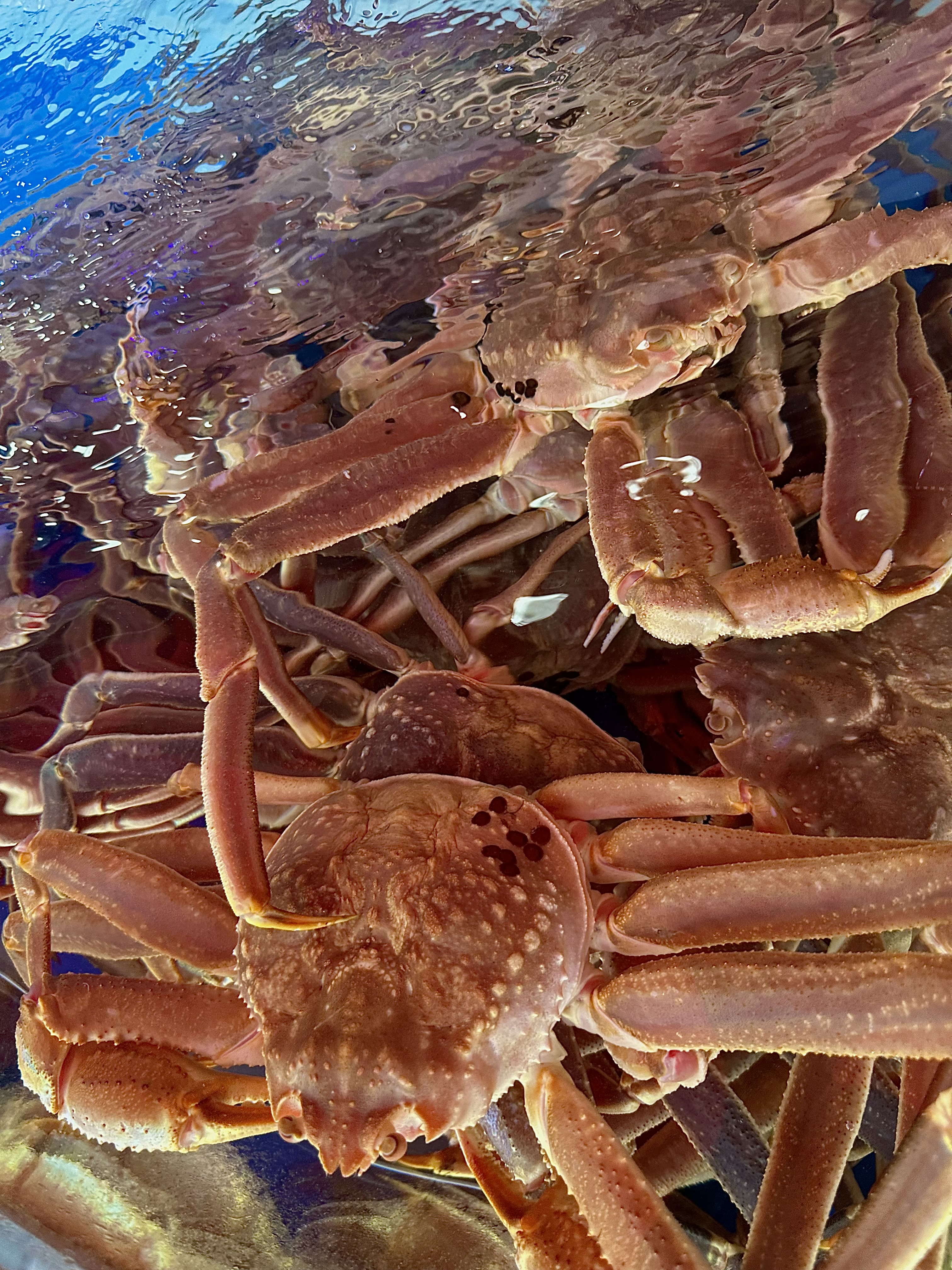 대게왕국