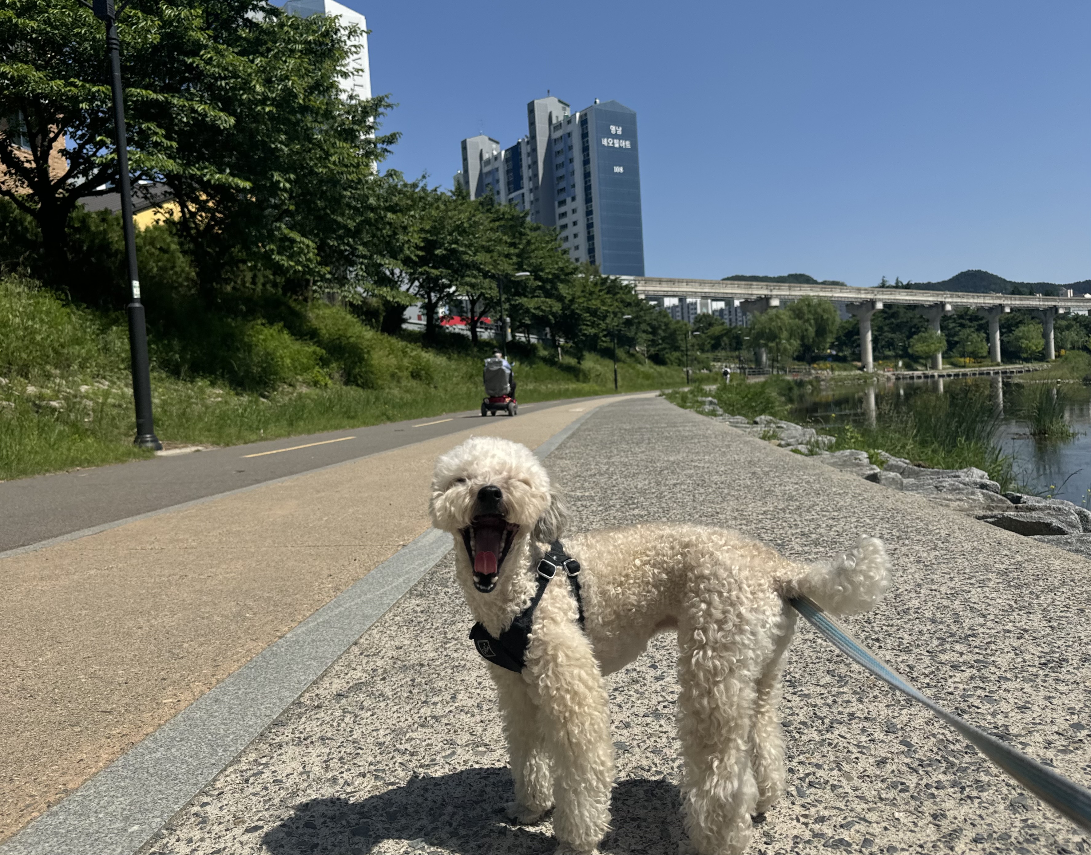 빌리프독킨더가든 대표 이미지