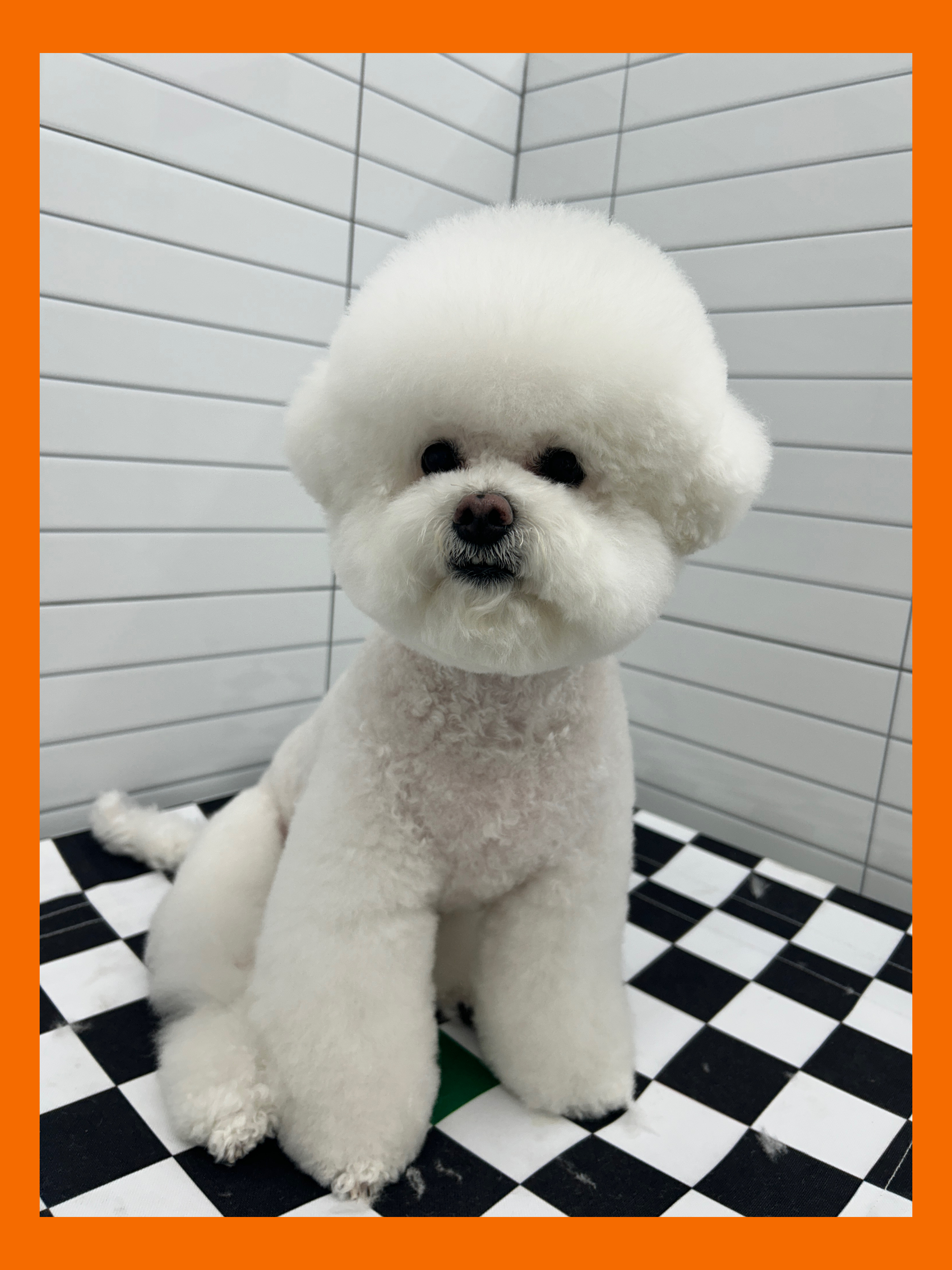 멍.슈슈 대표 이미지