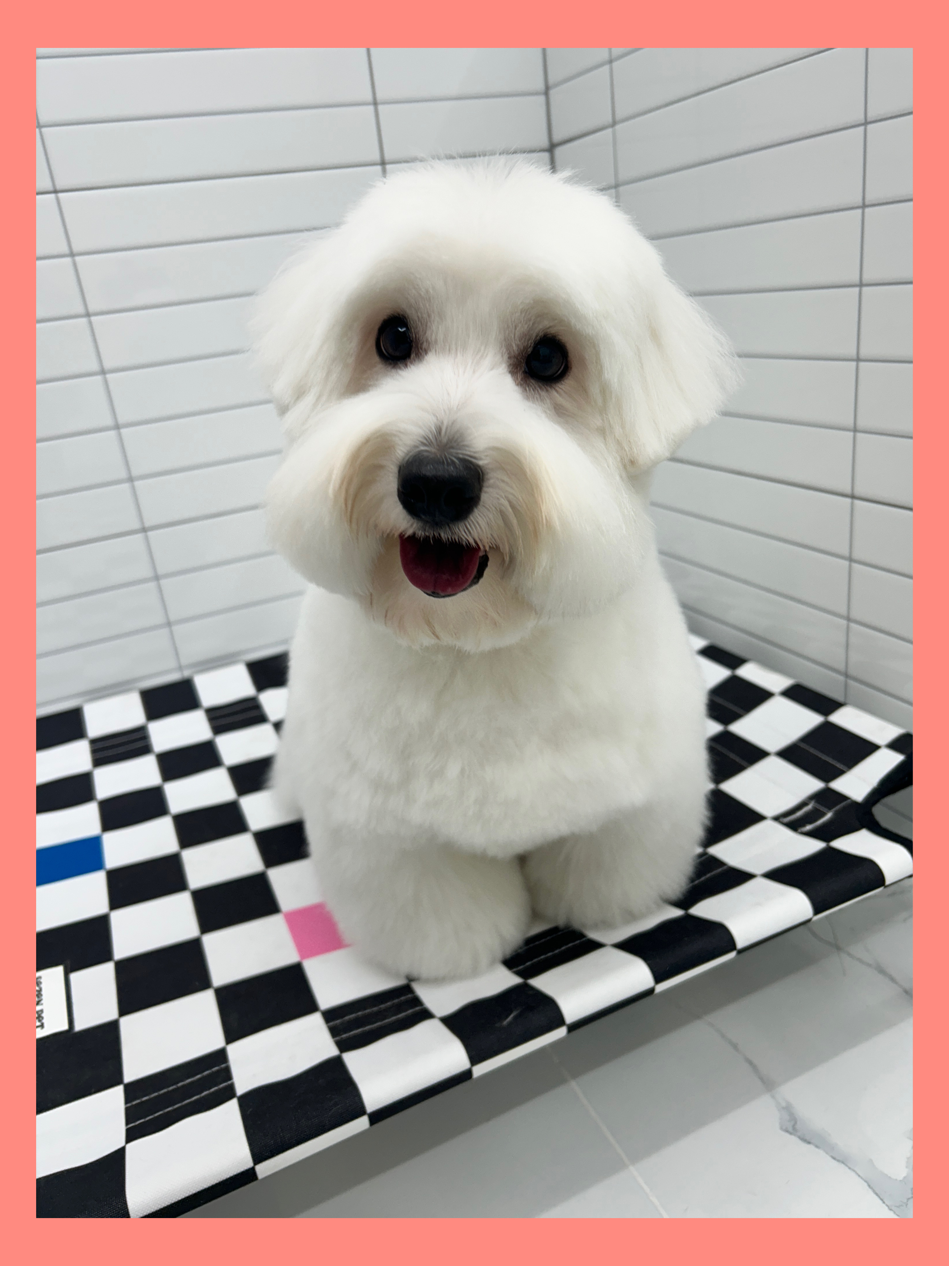 멍.슈슈 대표 이미지