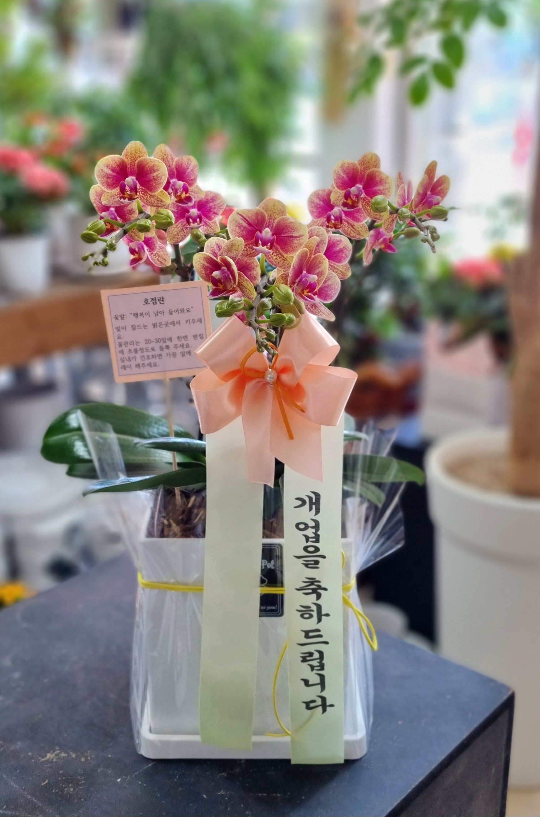 강릉꽃식물원