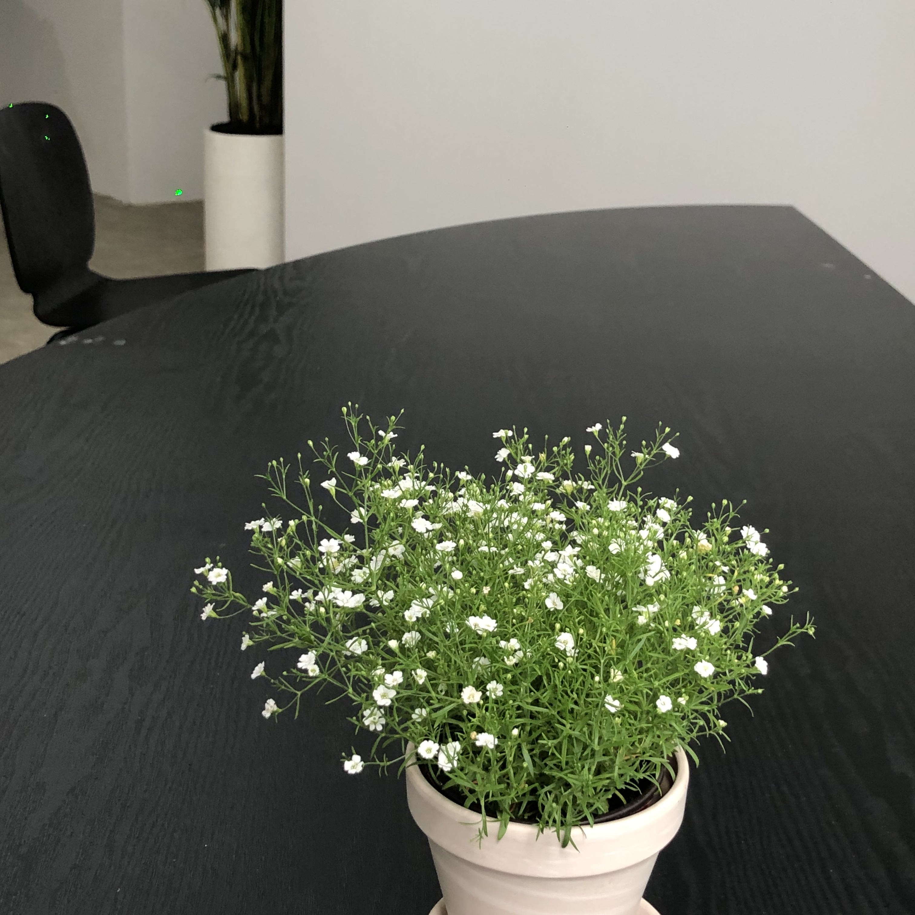 에셀스킨 대표 이미지