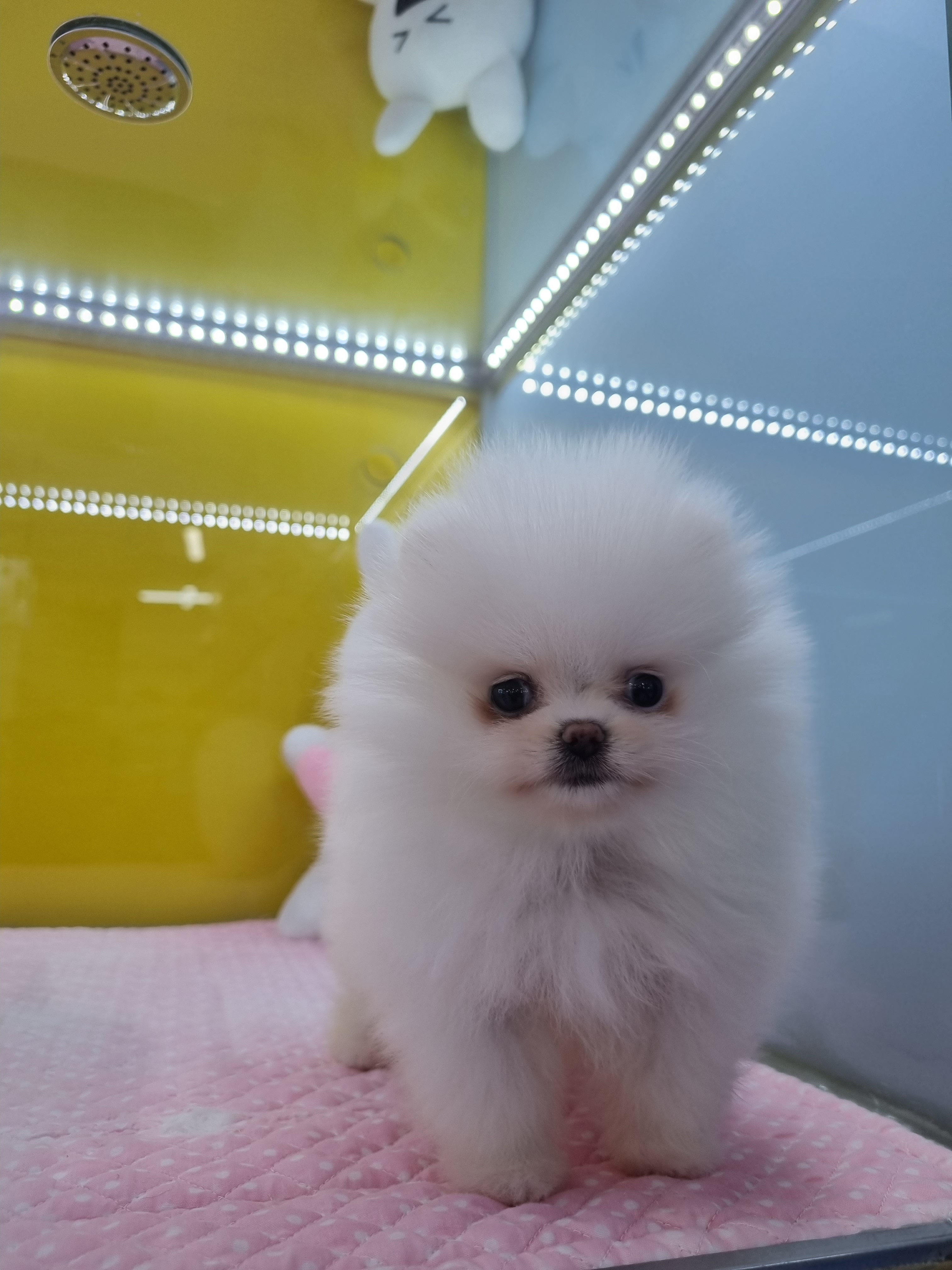멍멍클럽