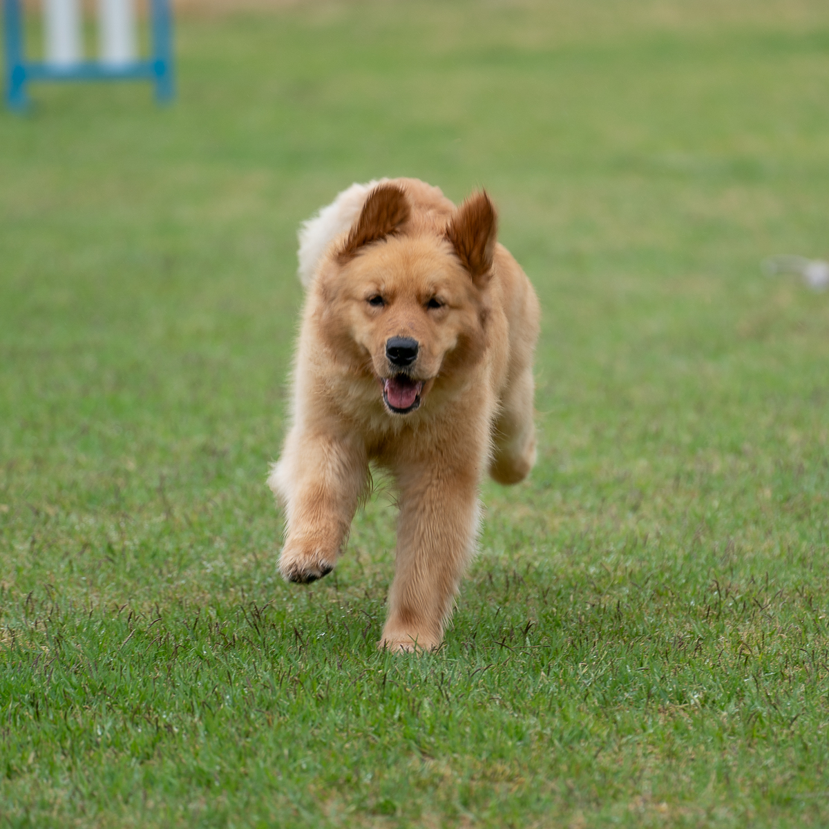 파트라슈 반려견학교 대표 이미지