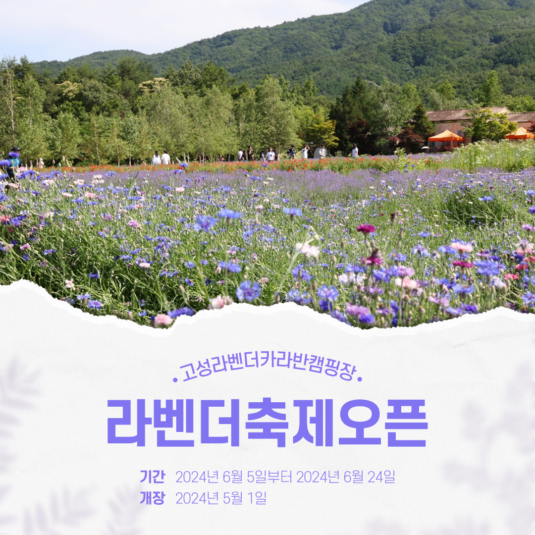 고성라벤더캠핑장