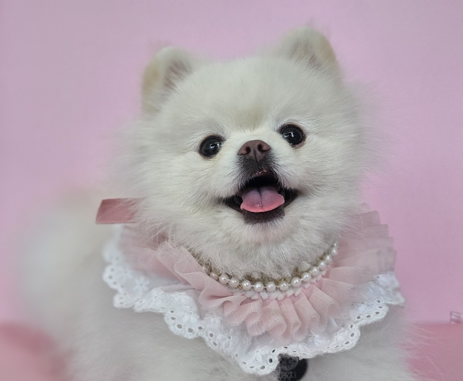 주주개린이집 소형견반 대표 이미지