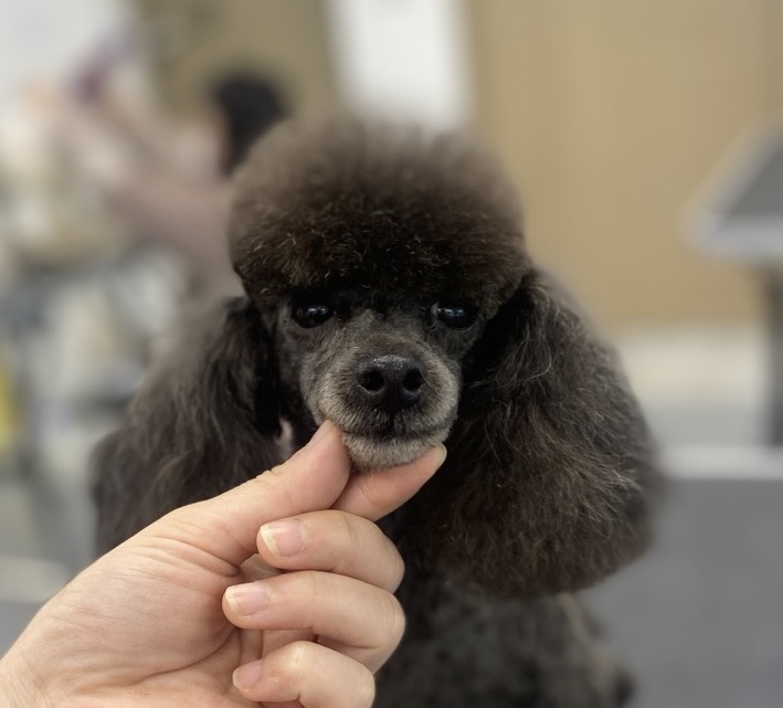 FCone펫 대표 이미지