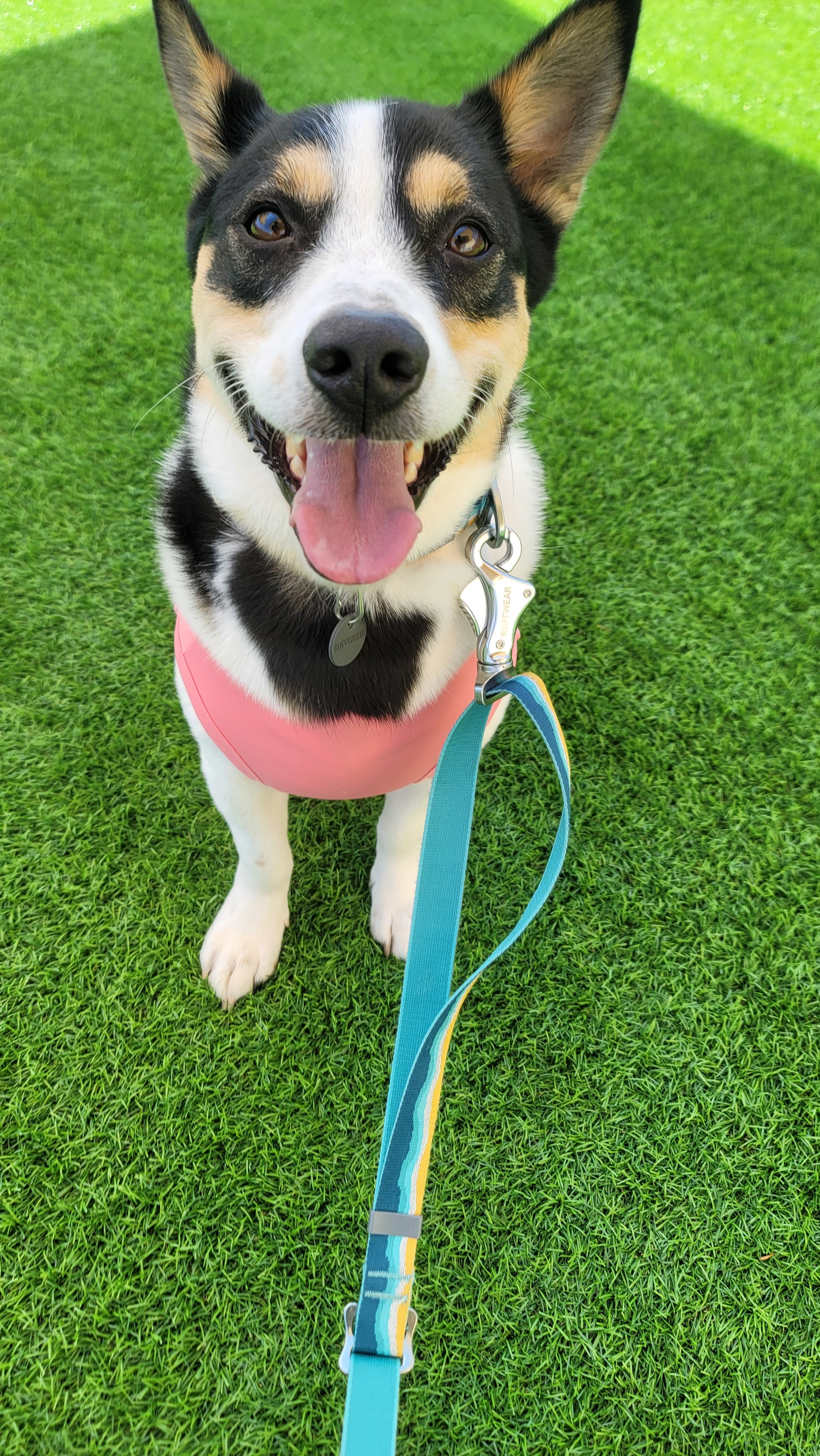 스테이영 애견유치원 대표 이미지