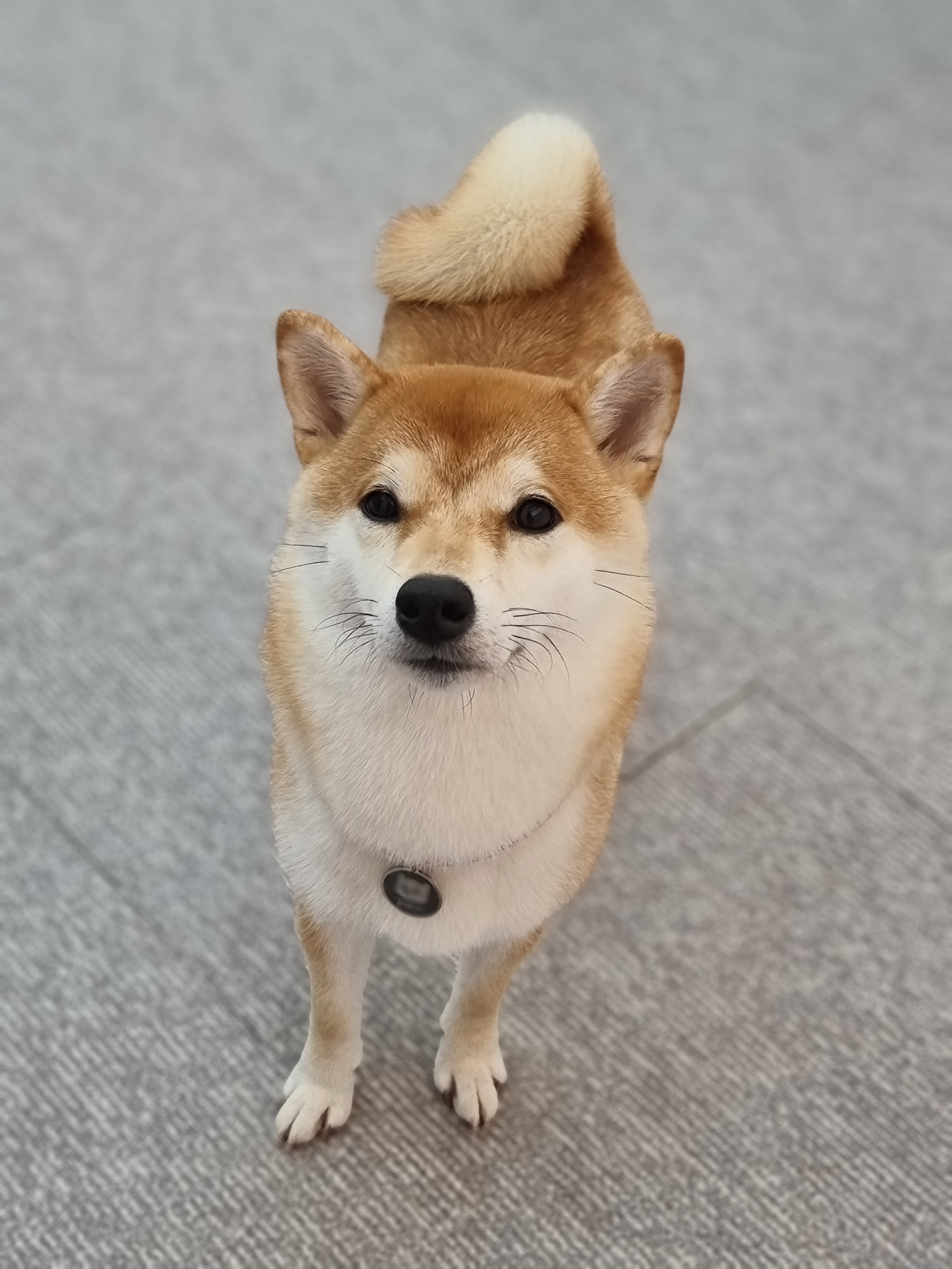 애견샵 붐 대표 이미지