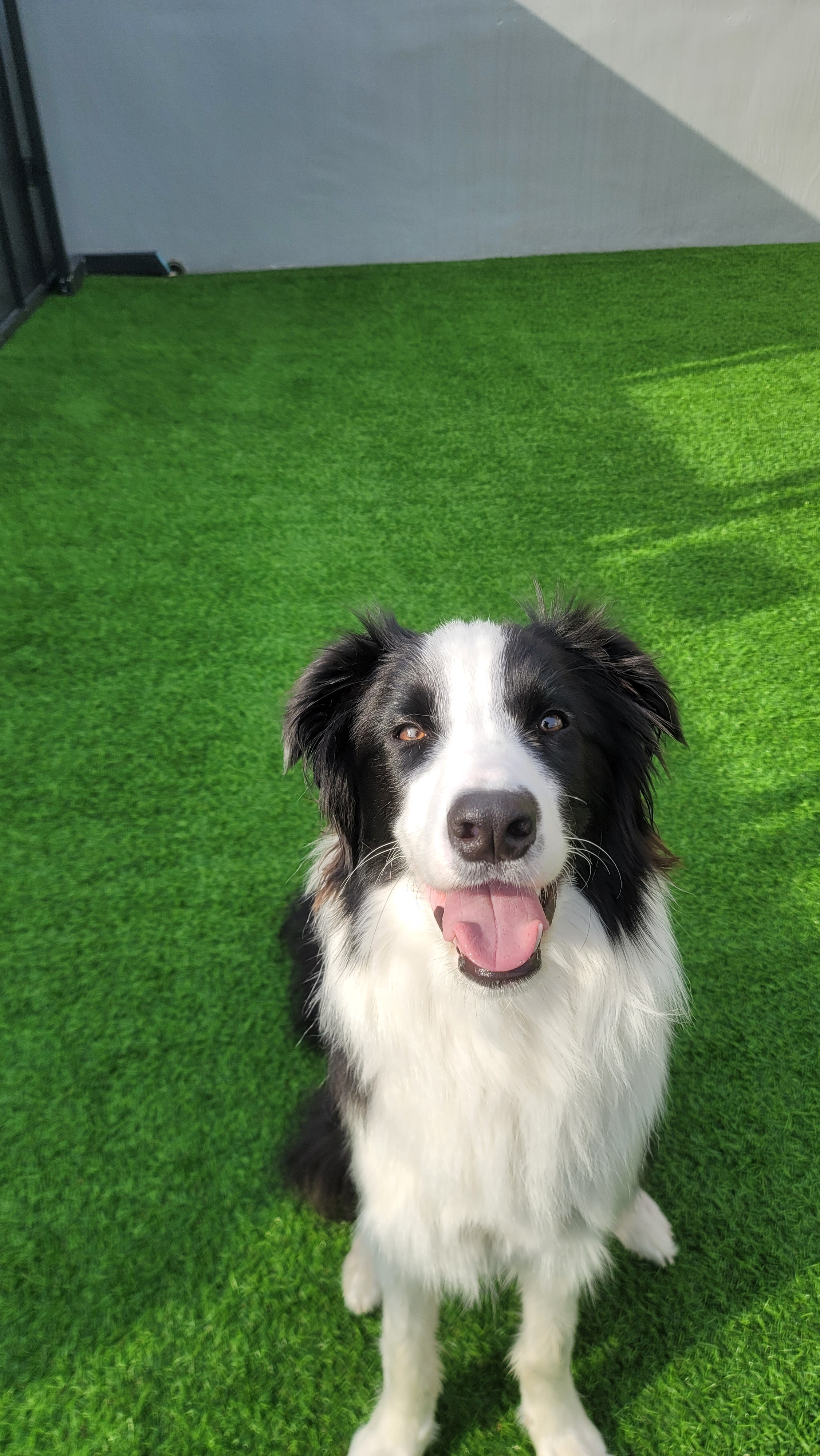 스테이영 애견유치원 강아지유치원 애견호텔 대표 이미지