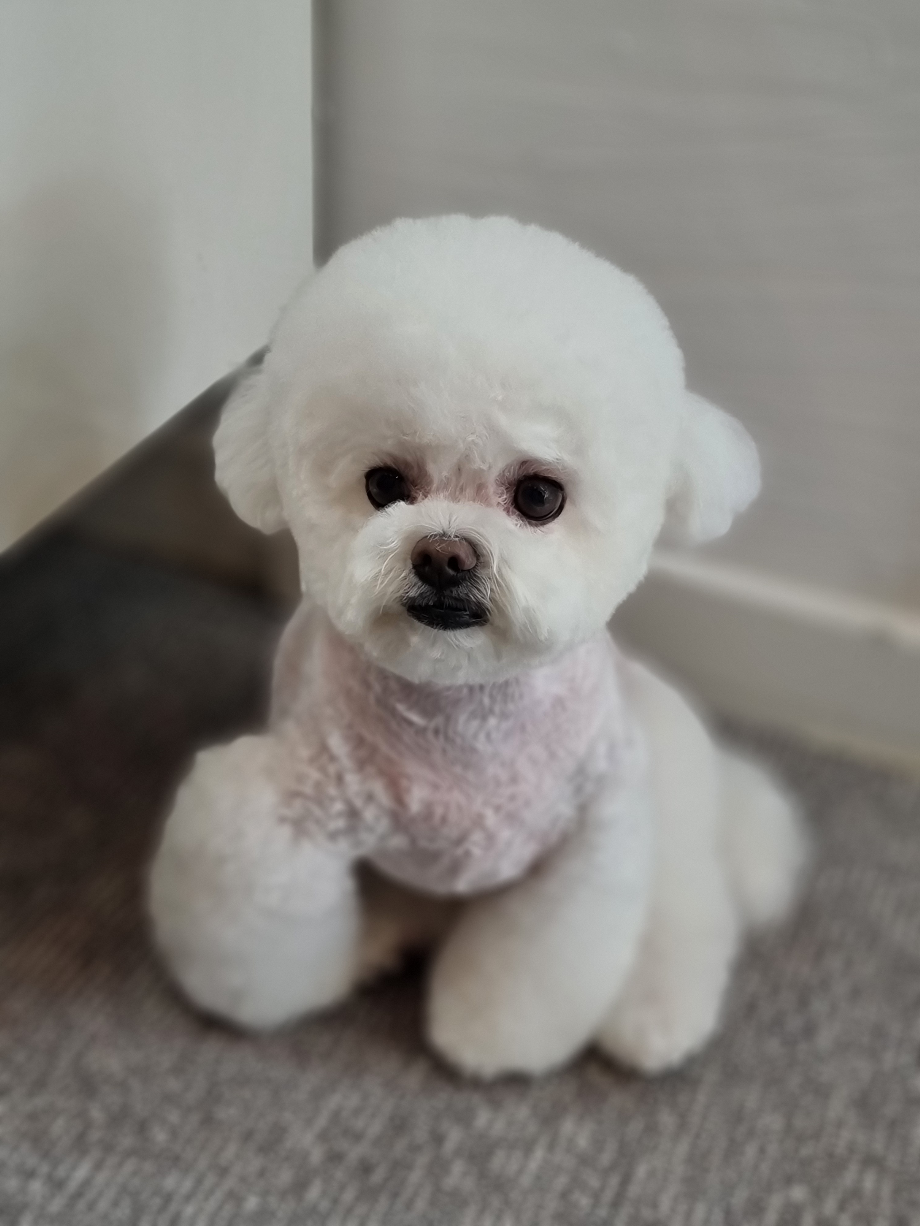 애견샵 붐 대표 이미지