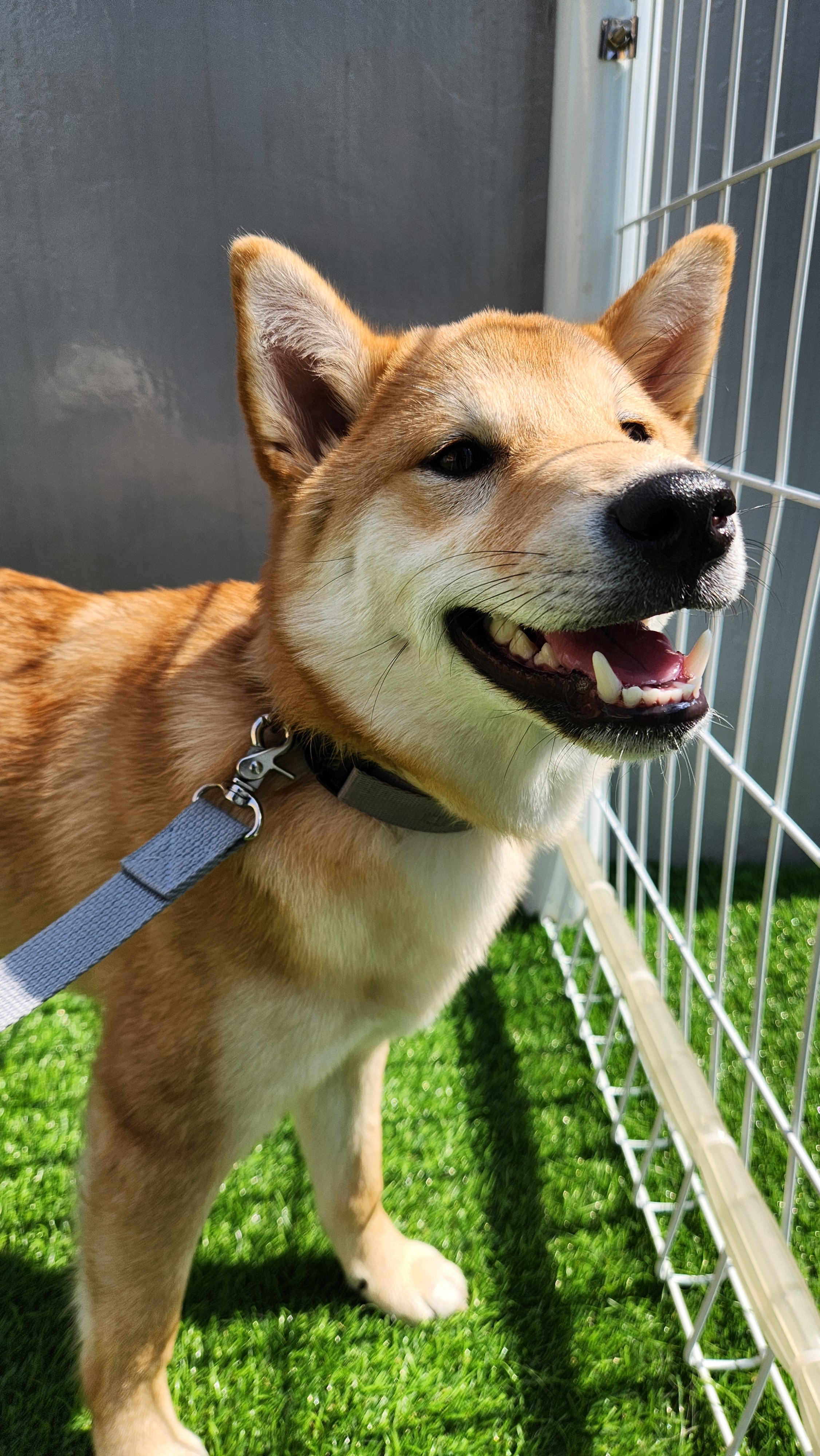 스테이영 애견유치원 대표 이미지