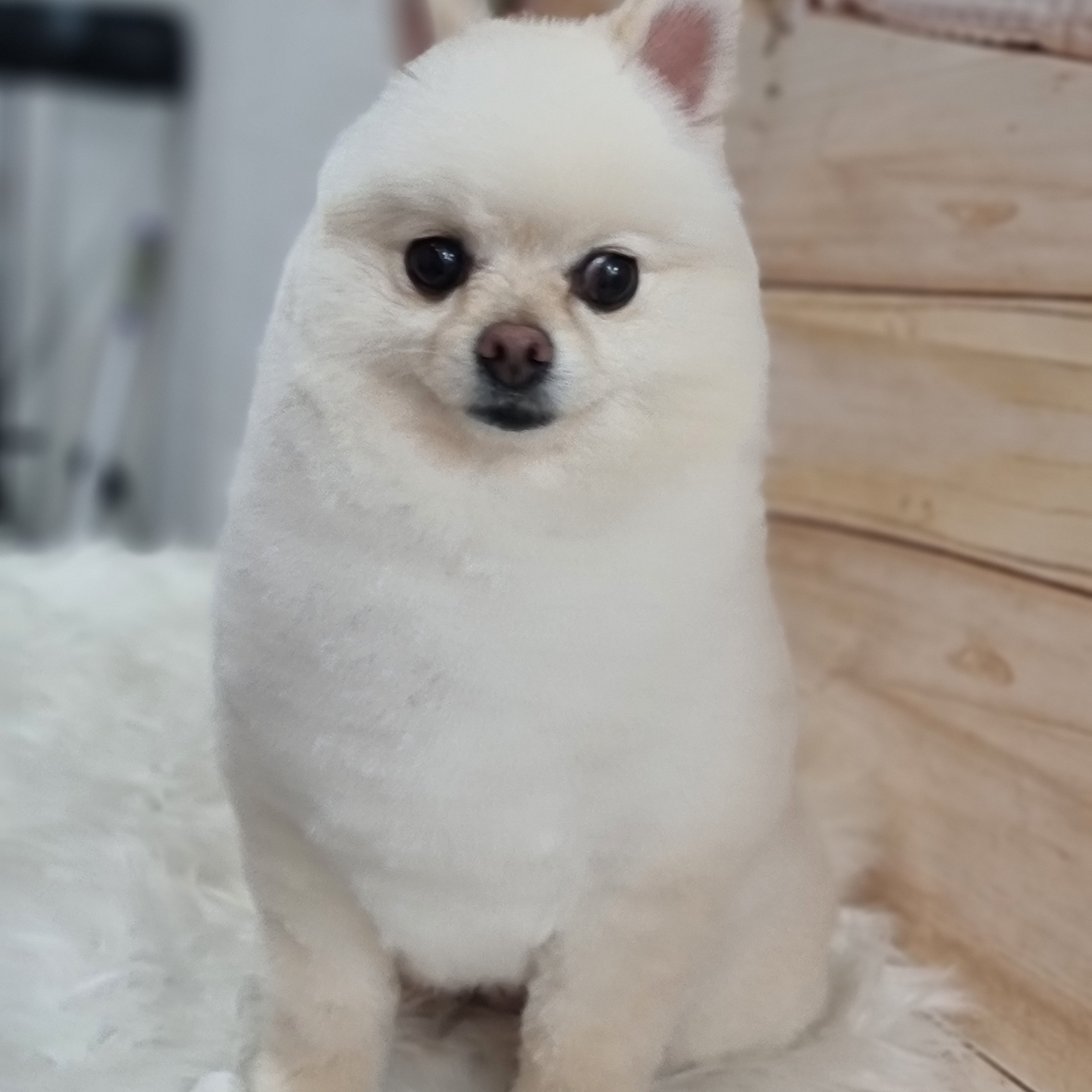 애견샵 붐 대표 이미지