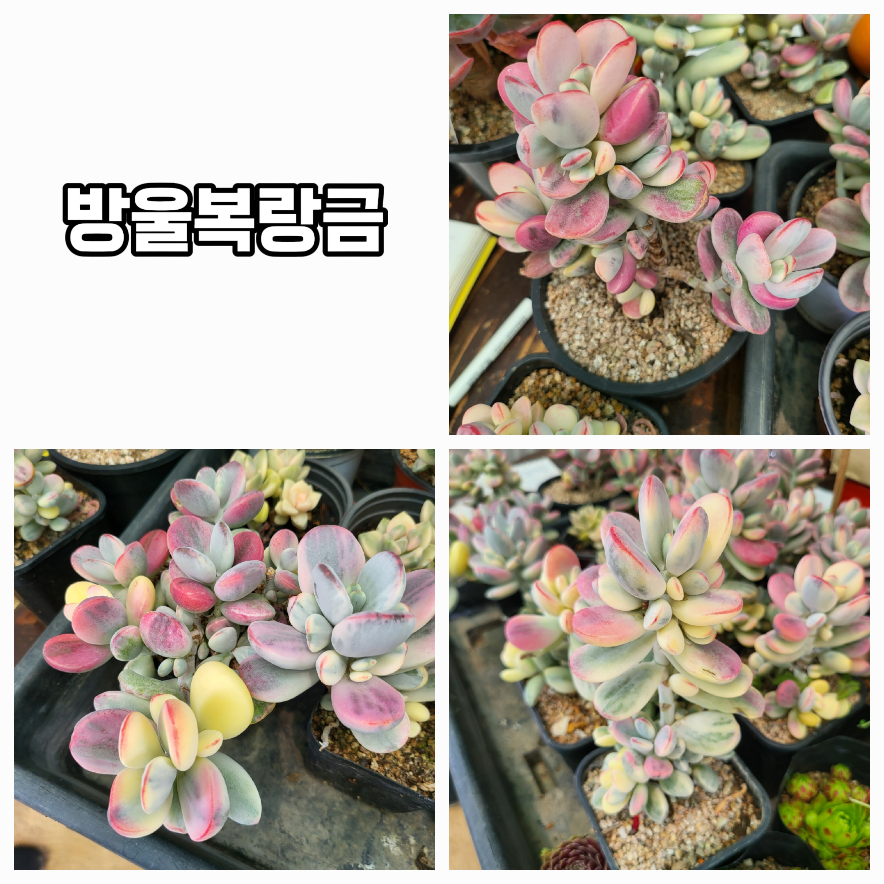 엉터리다육맘농원