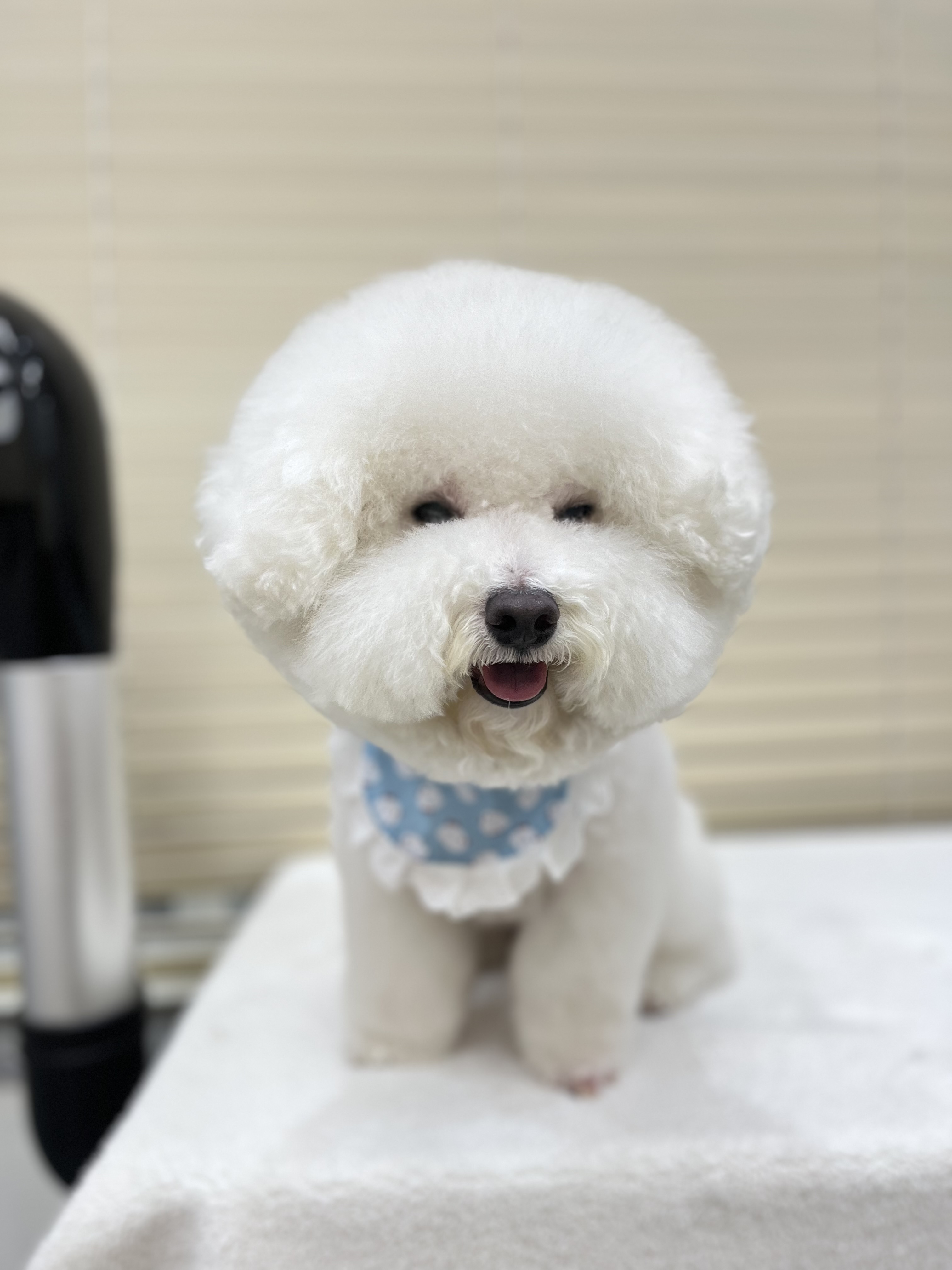 복실이네 애견미용실 대표 이미지