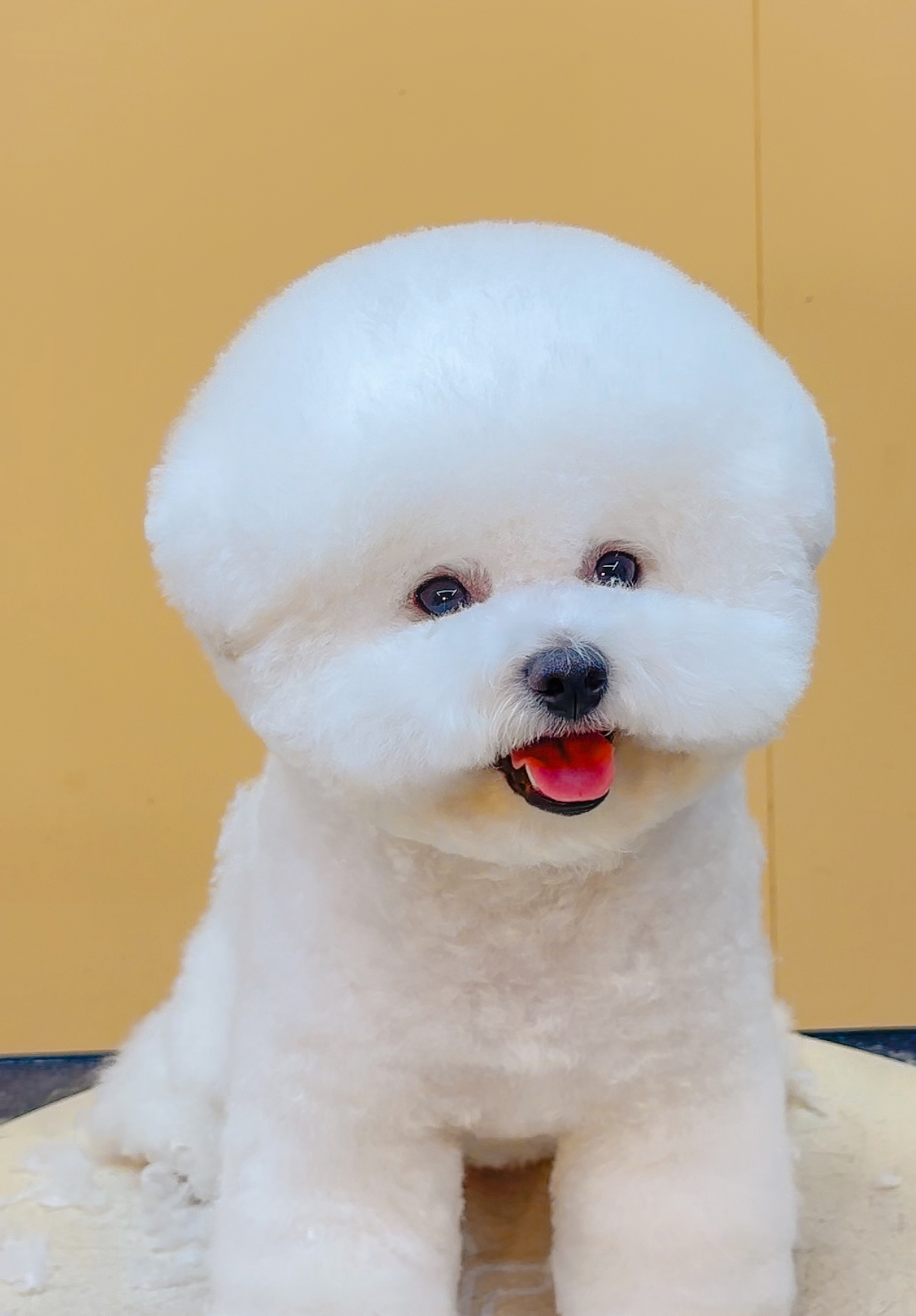 그루미재이 대표 이미지