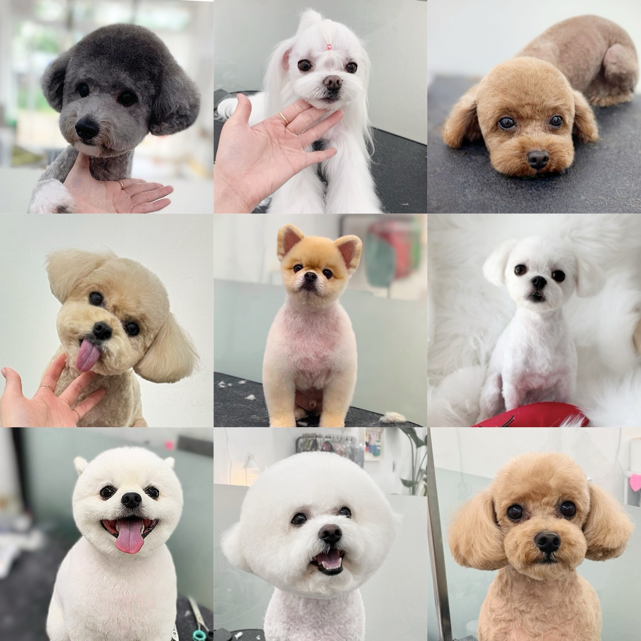 럽독 대표 이미지