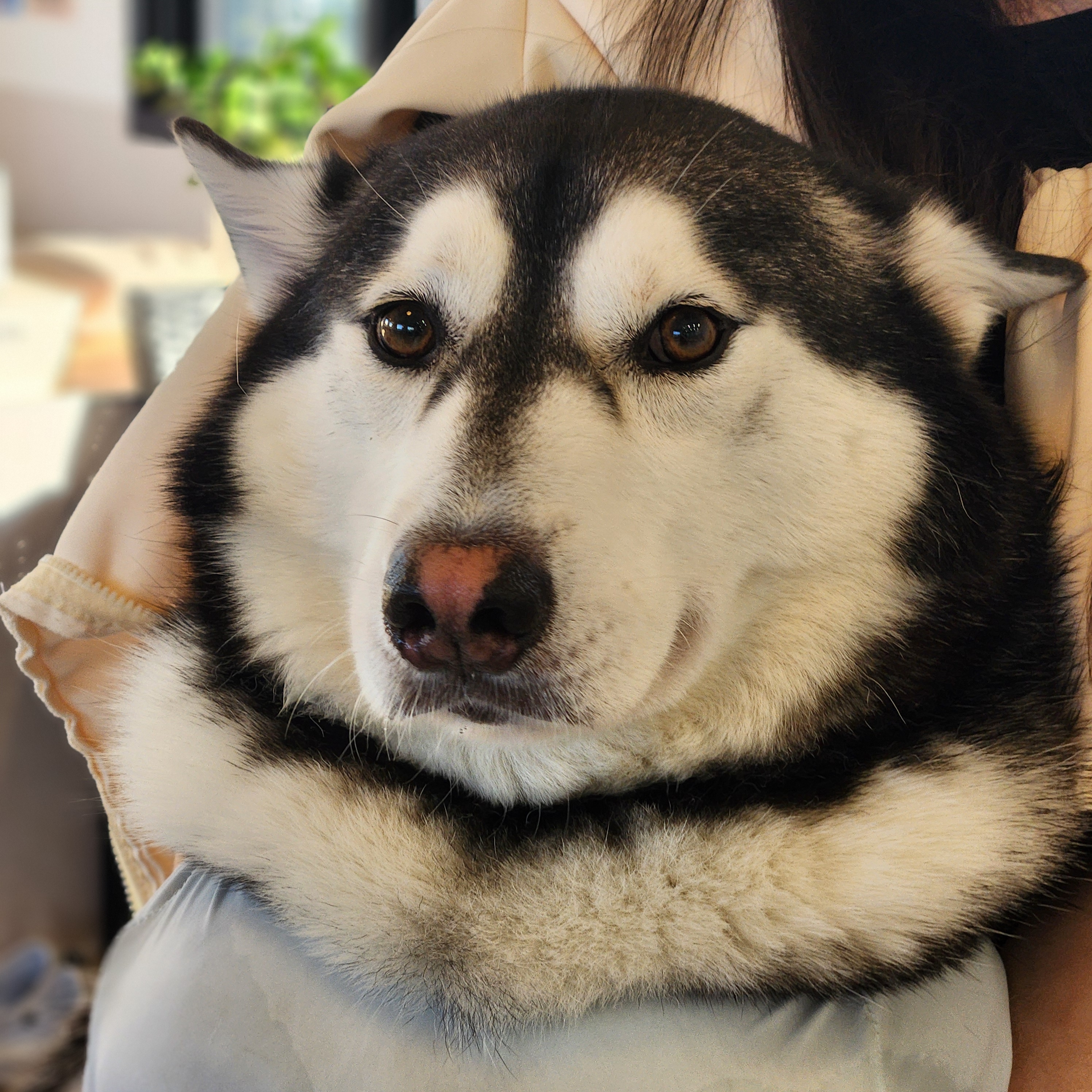 펫케아 대표 이미지