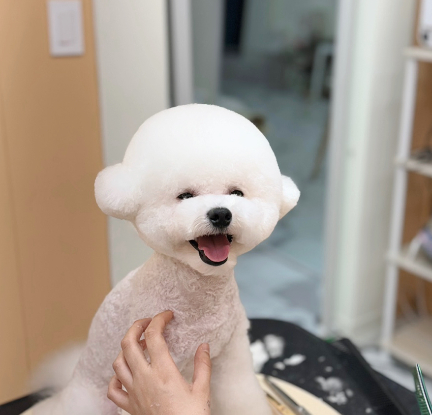 그루미재이 대표 이미지