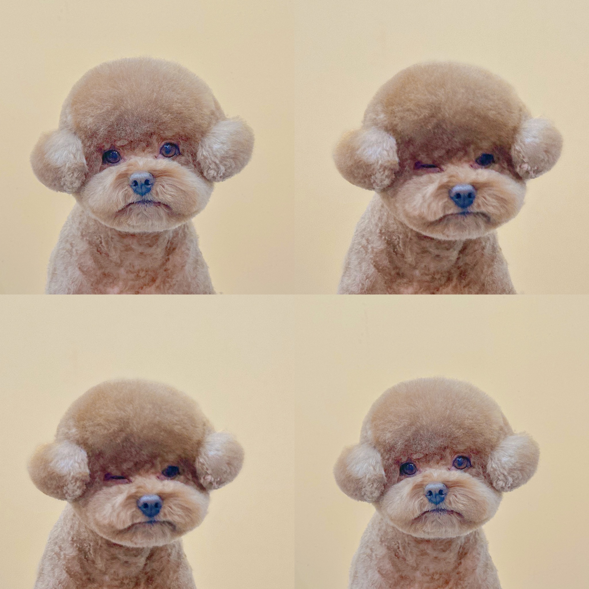 그루미재이 대표 이미지