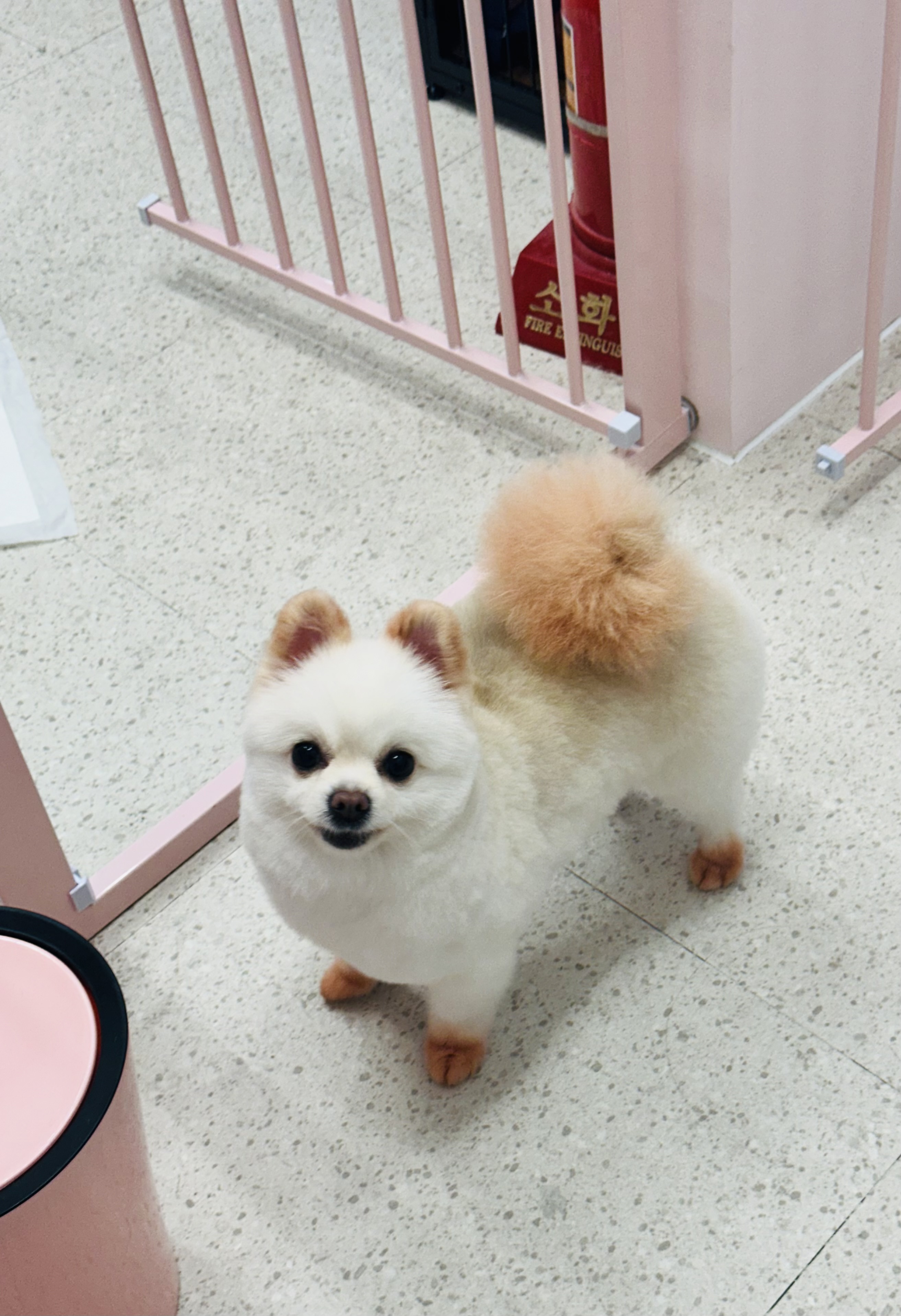 콩이 애견샵