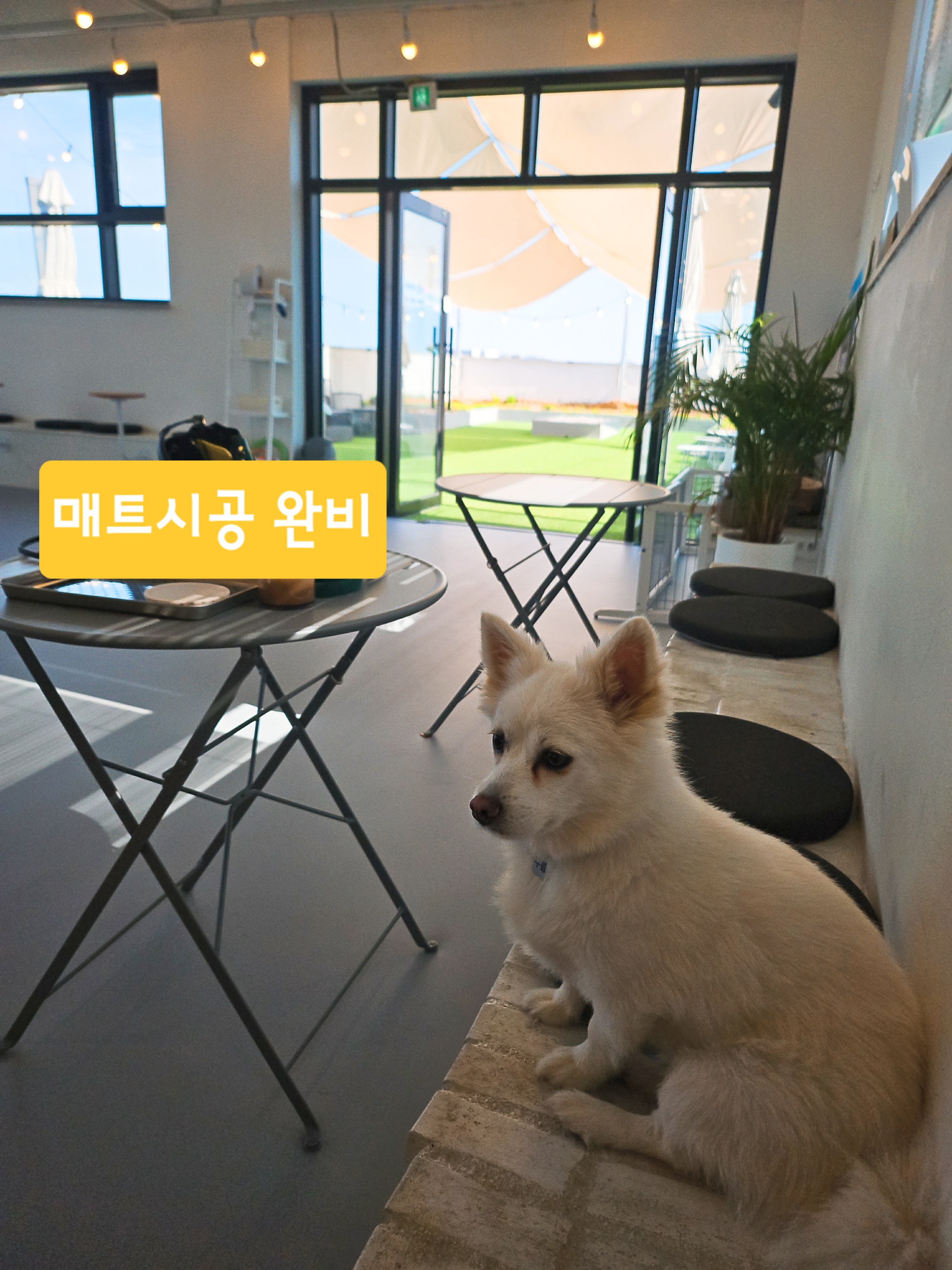 카페미밈 경기 애견맛집