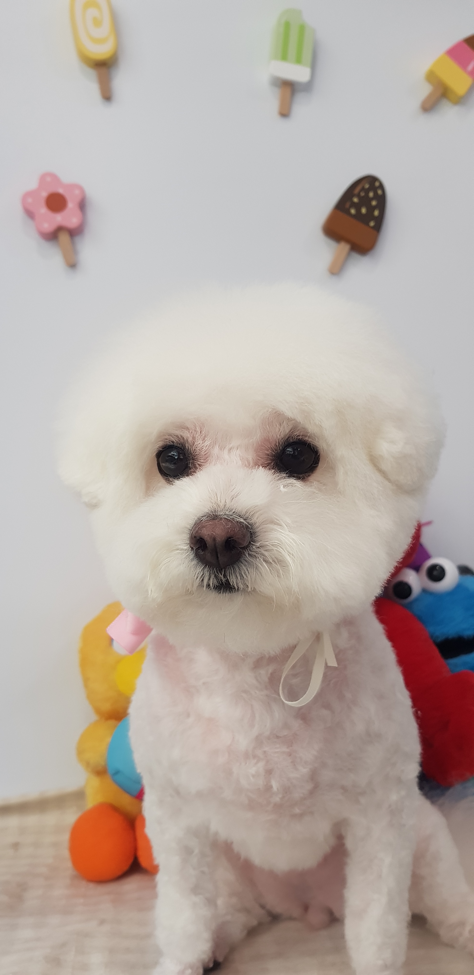 도그밍 대표 이미지